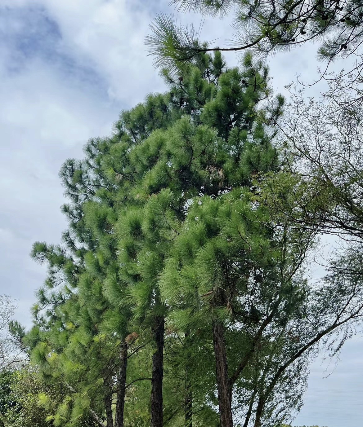 东沙湖生态公园旅行图片 2