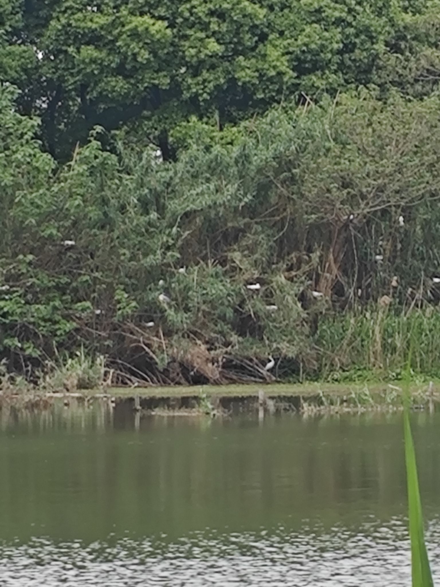 沙家浜风景区旅行图片 1