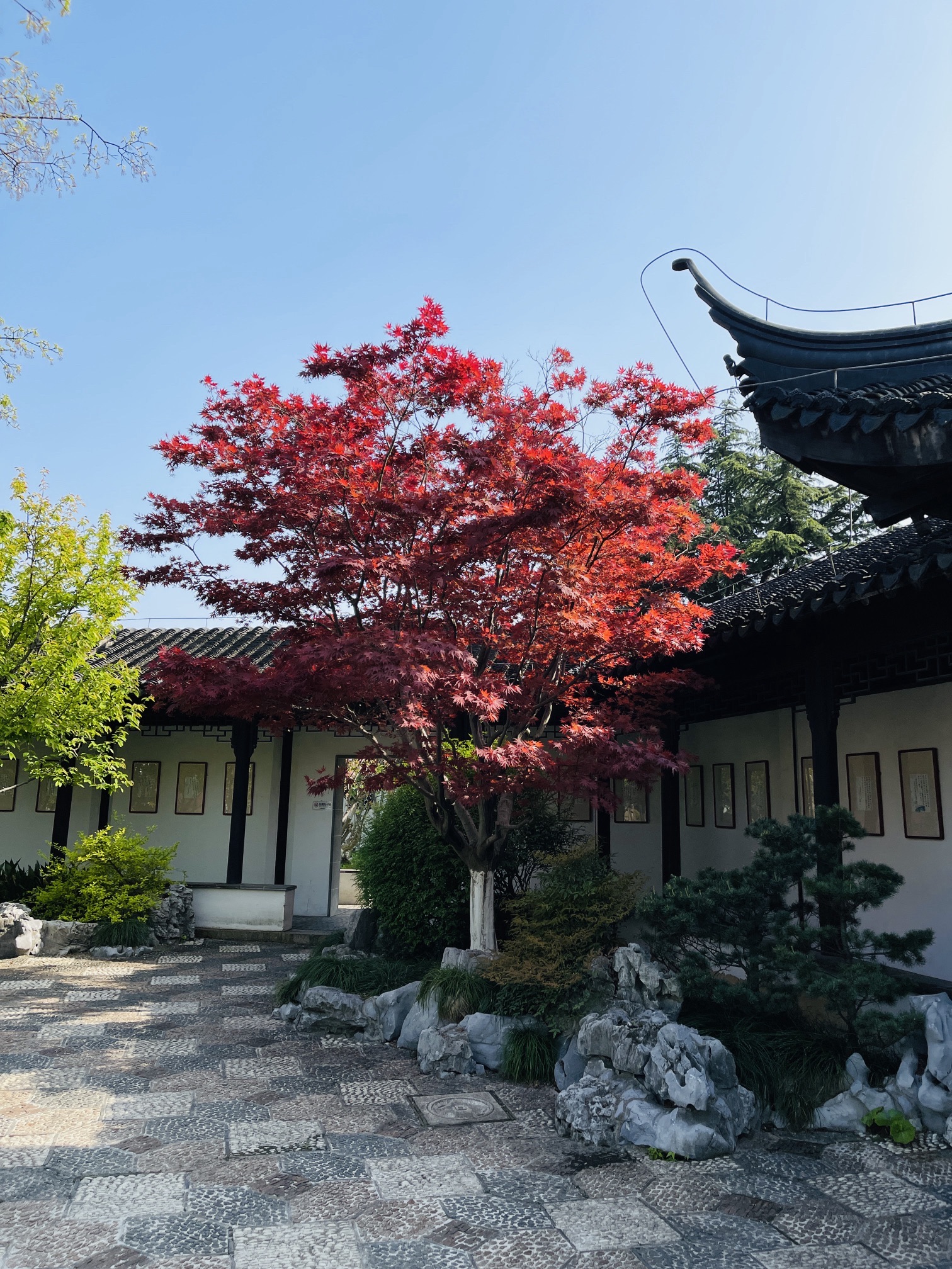 亭林园旅行图片 2