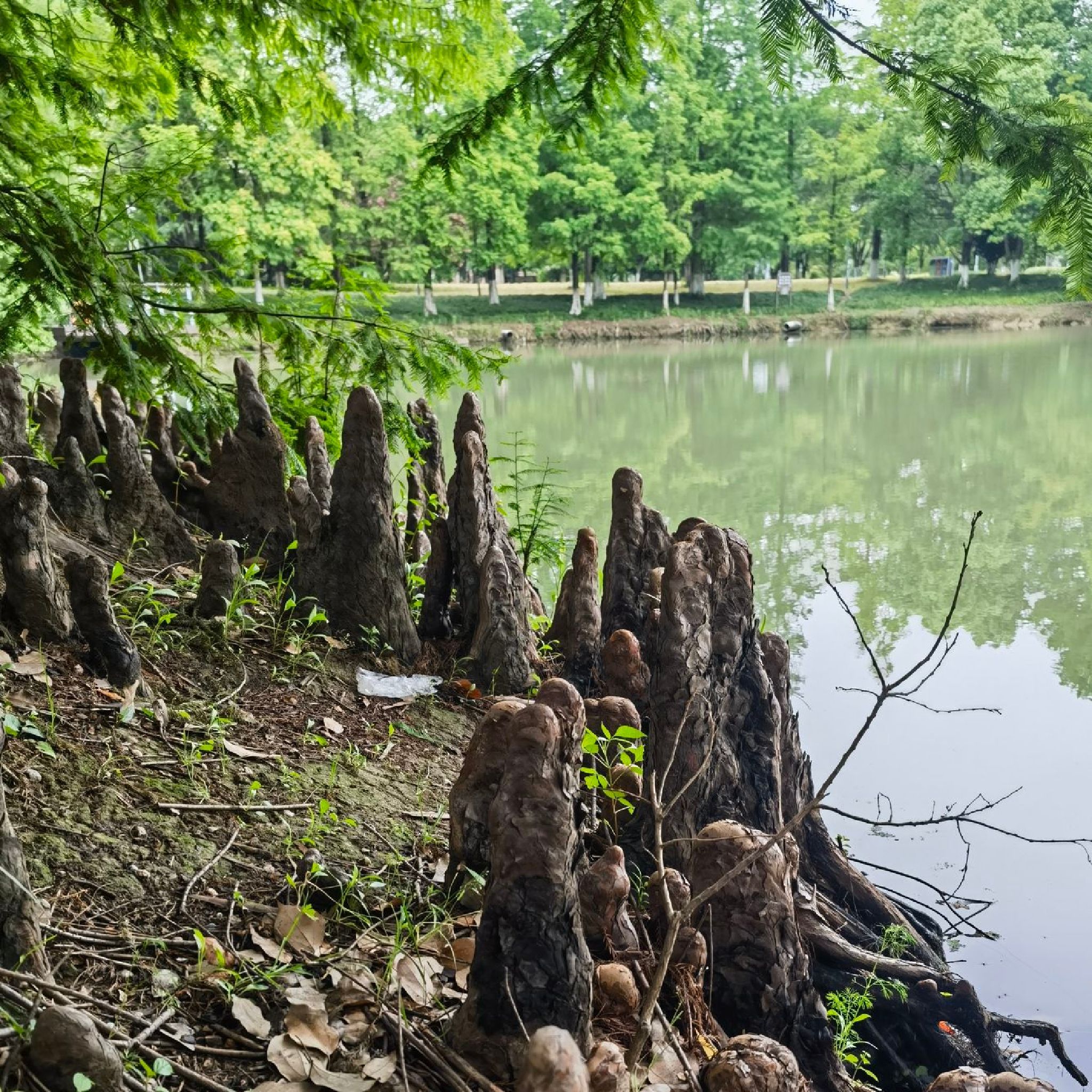 新区公园旅行图片 3