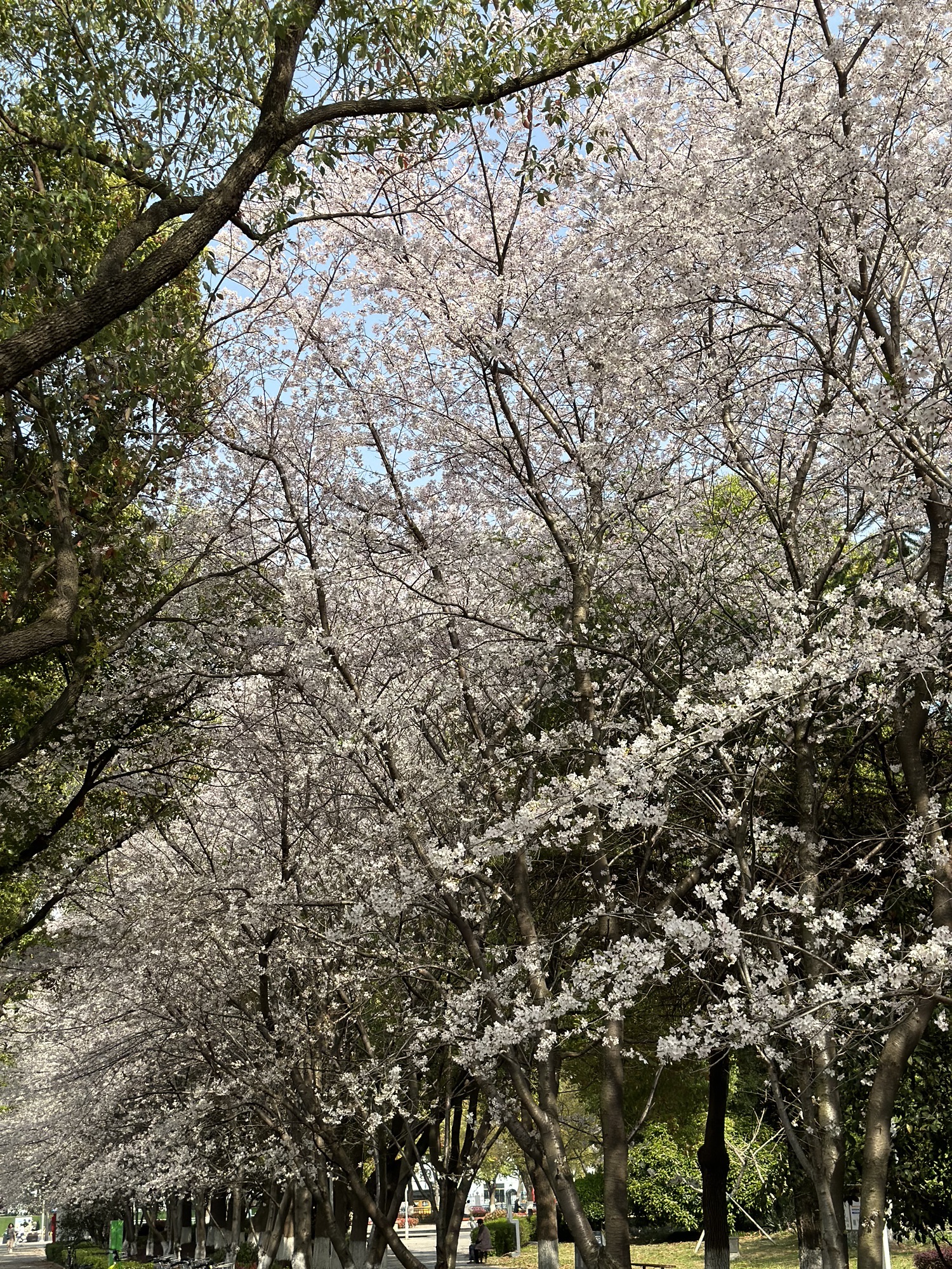 玉山公园旅行图片 2