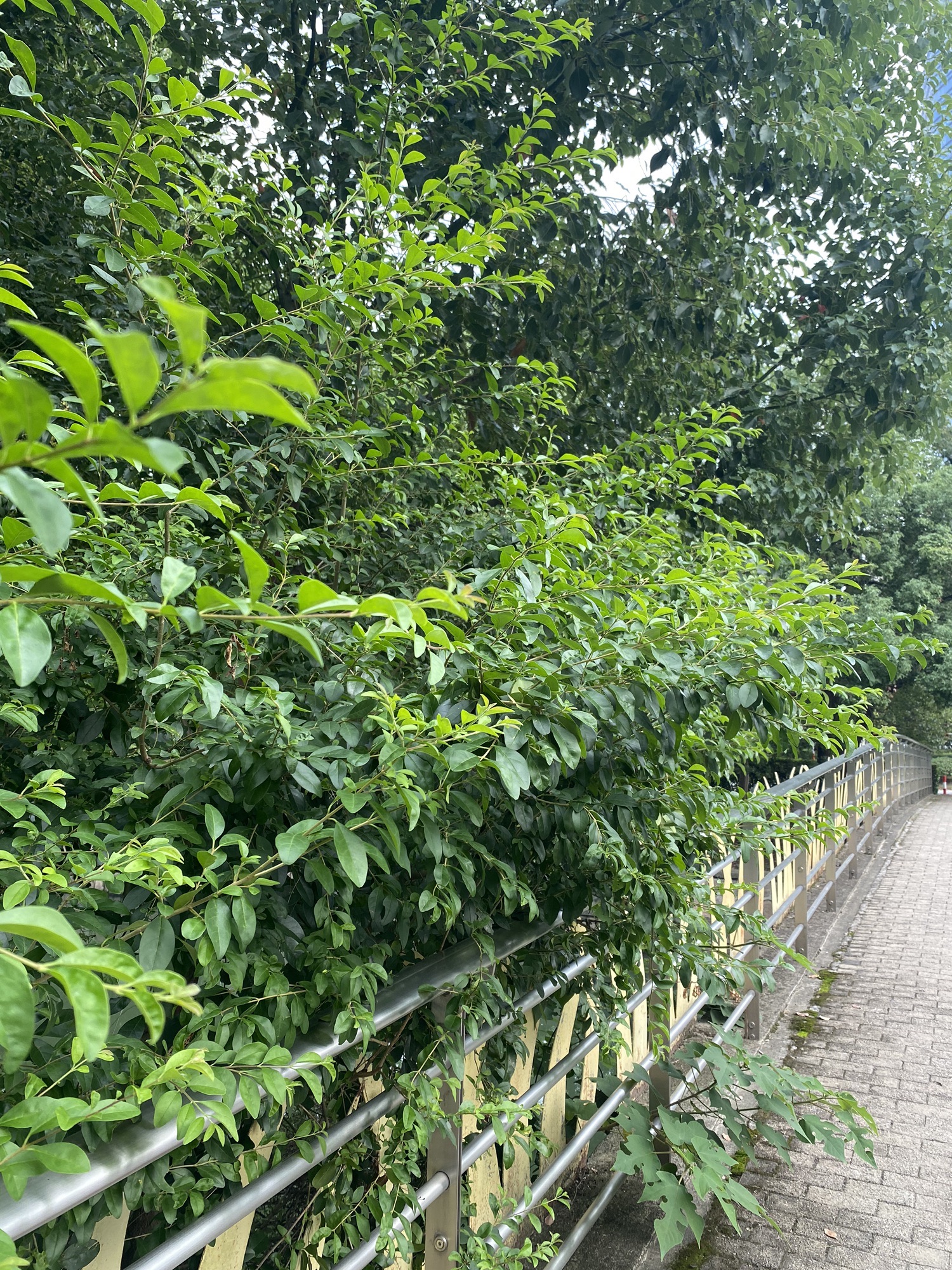 玉山公园旅行图片 2