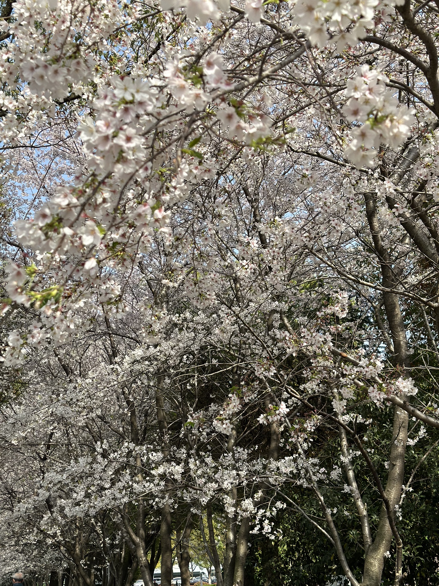 玉山公园旅行图片 1