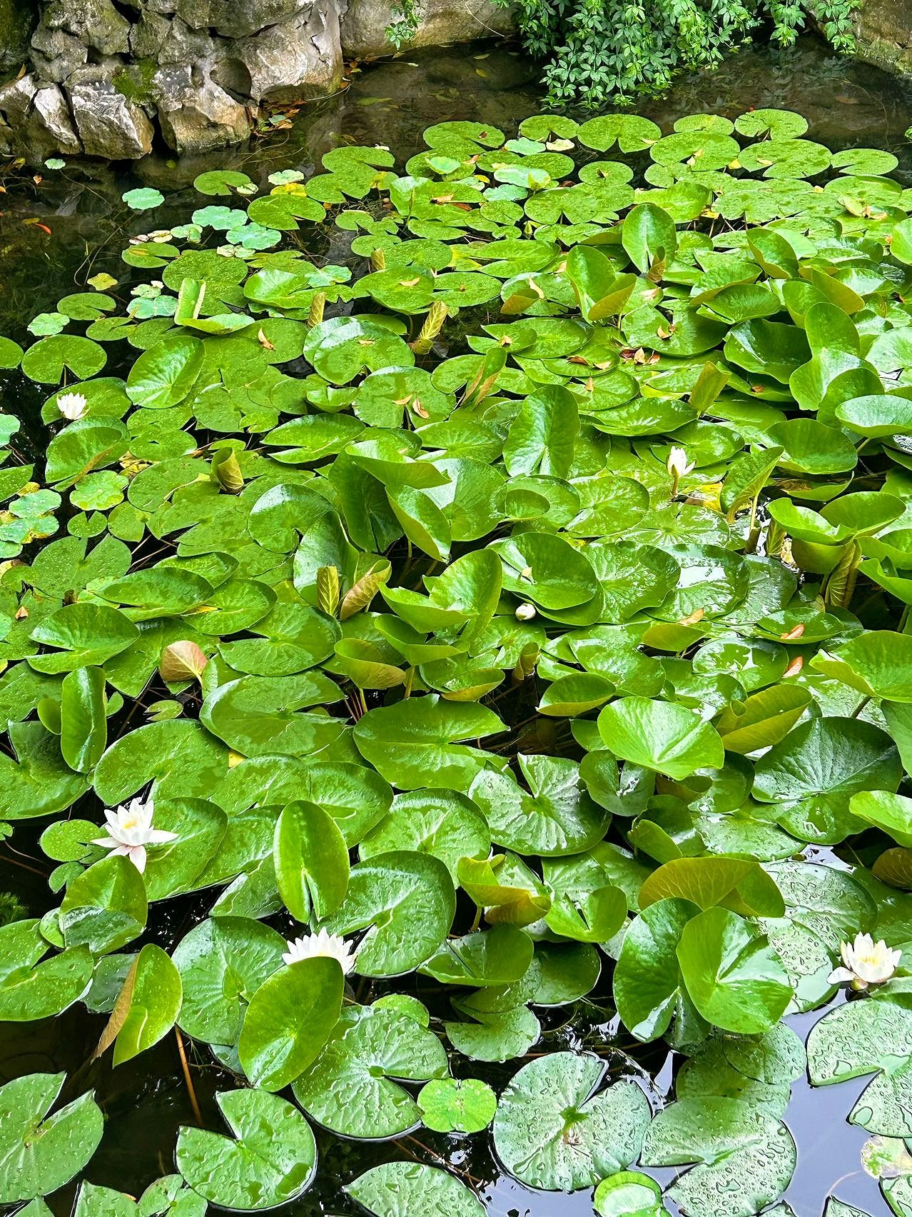 雕花楼旅行图片 3