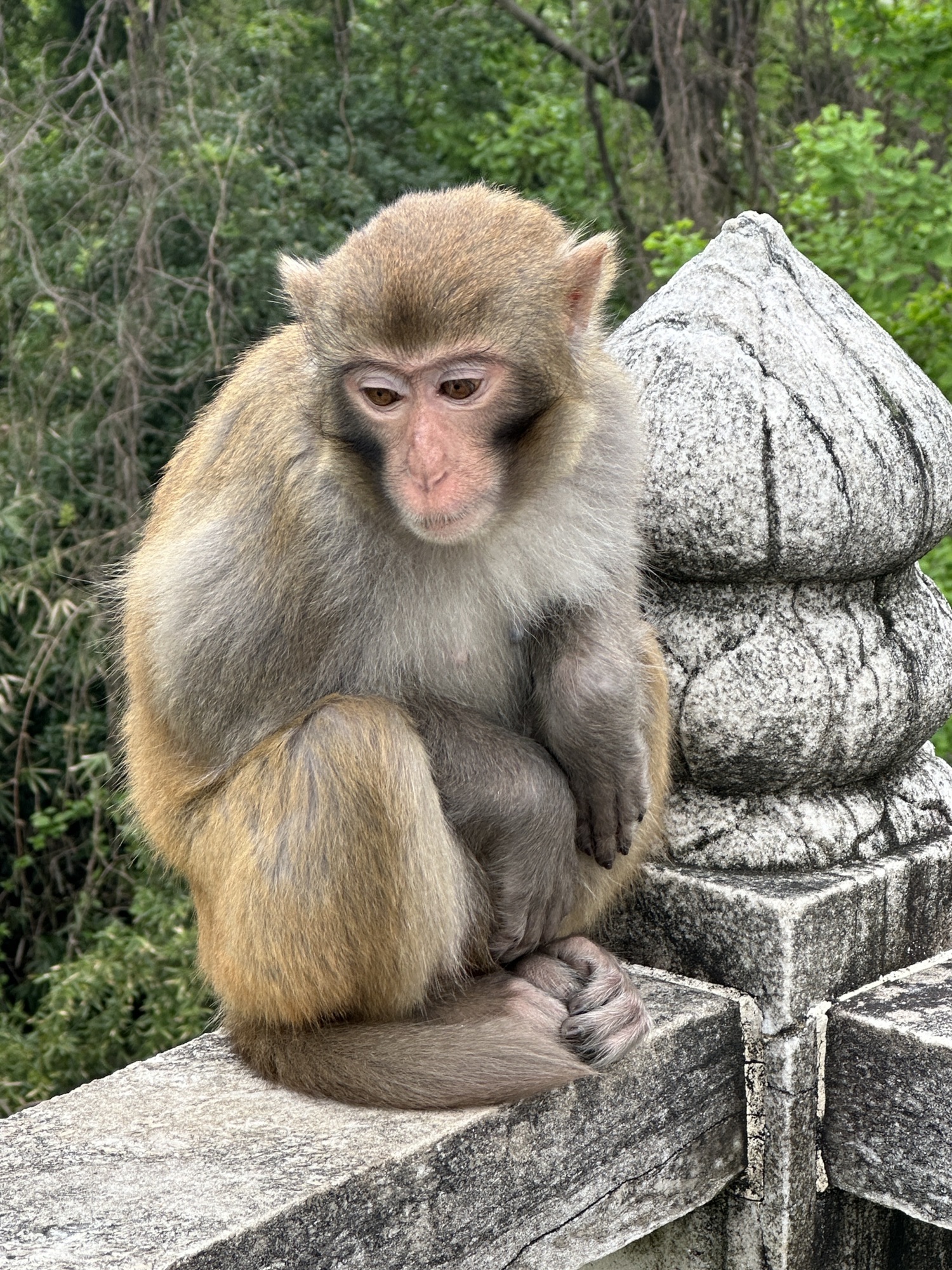 苏州上方山国家森林公园旅行图片 3