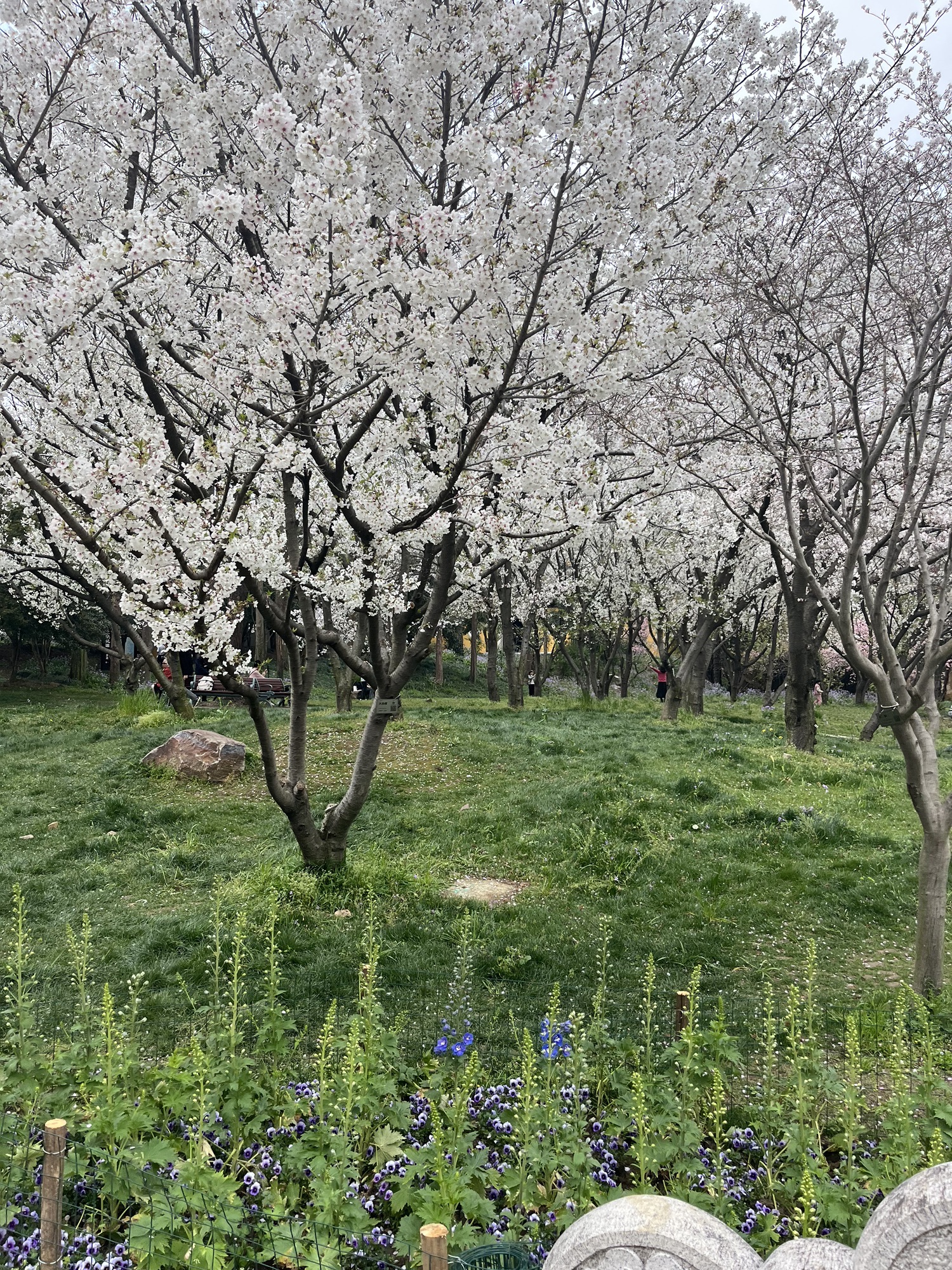 苏州上方山国家森林公园旅行图片 2