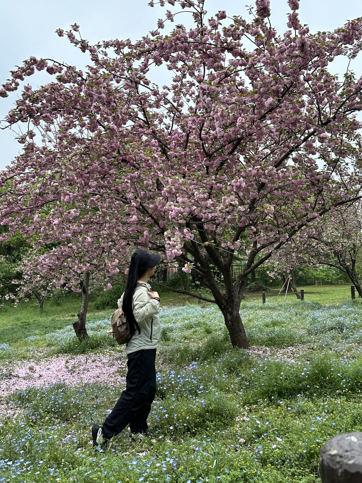 苏州上方山国家森林公园旅行图片 1