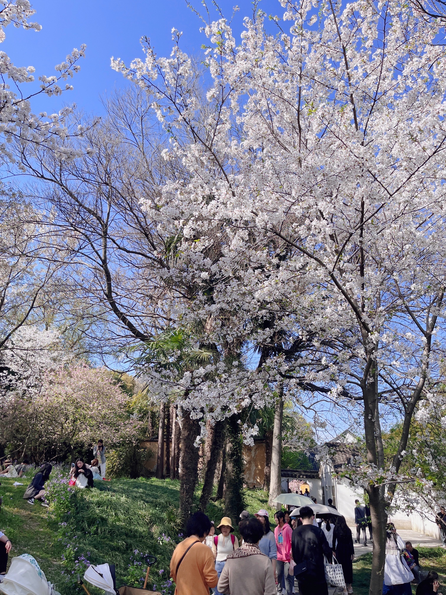 苏州上方山国家森林公园旅行图片 1