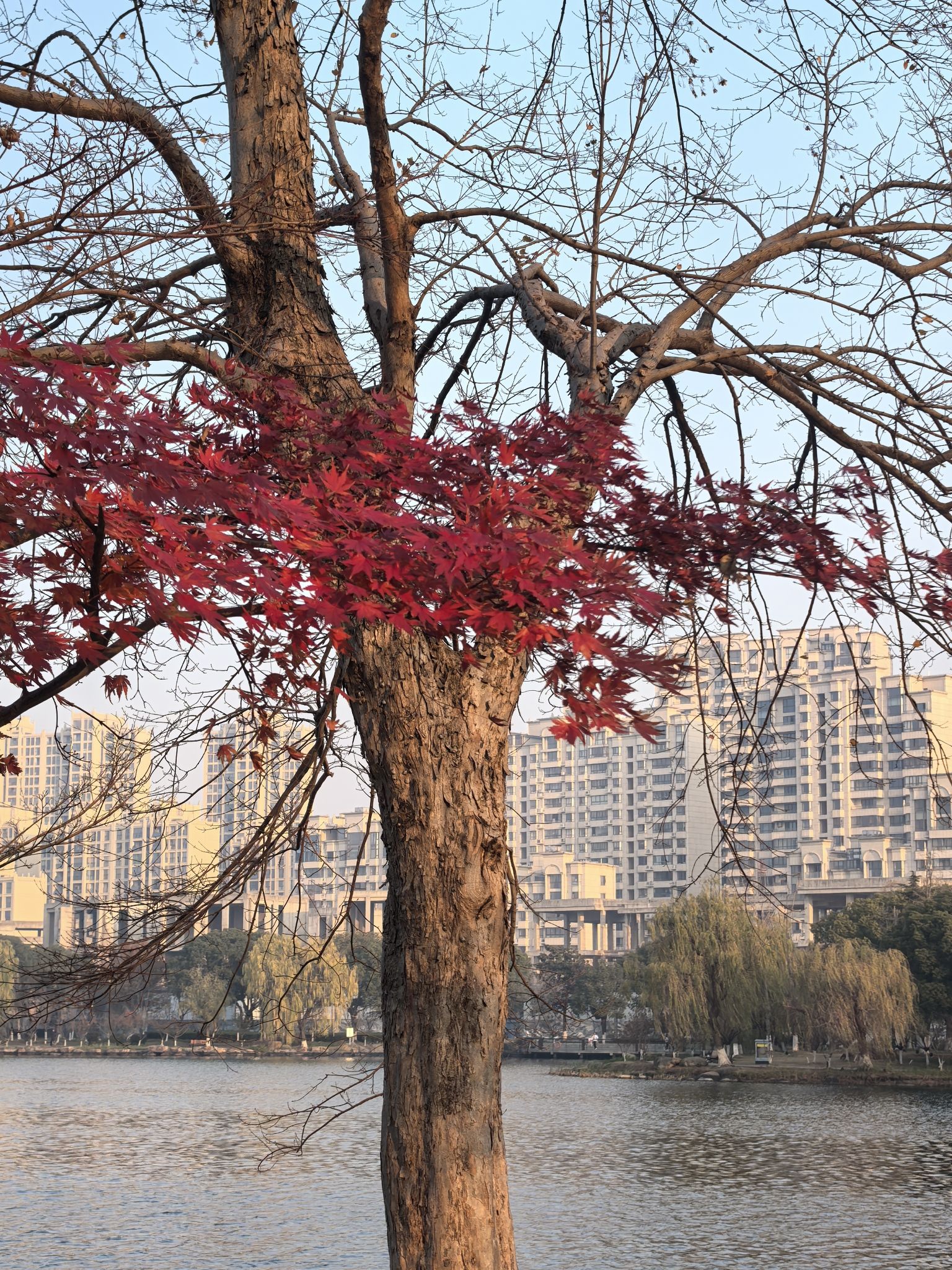 大渠荡生态公园旅行图片 1