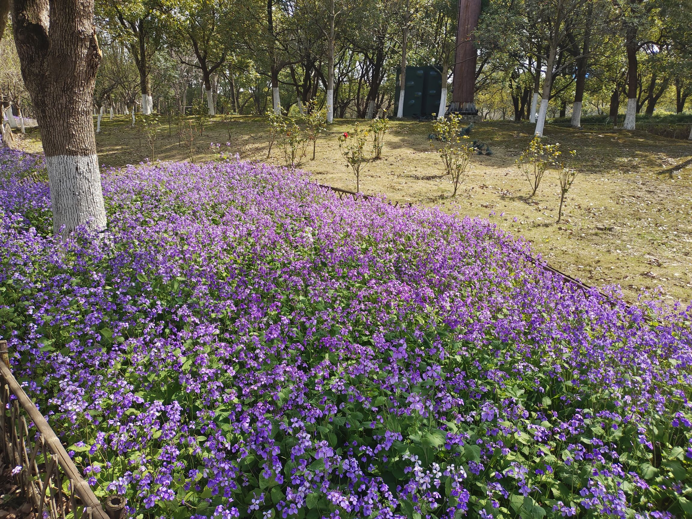 白塘生态植物园旅行图片 2