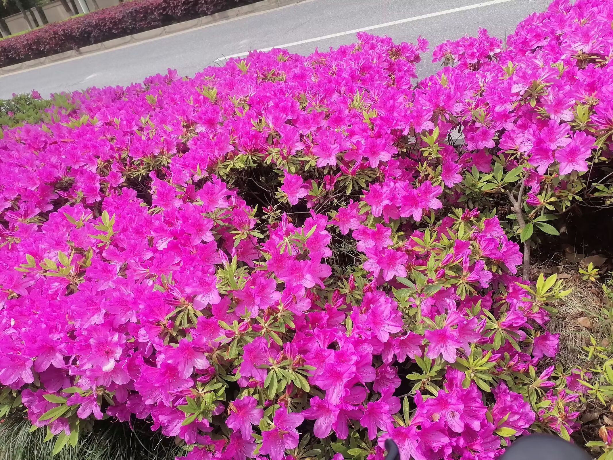 白塘生态植物园旅行图片 3