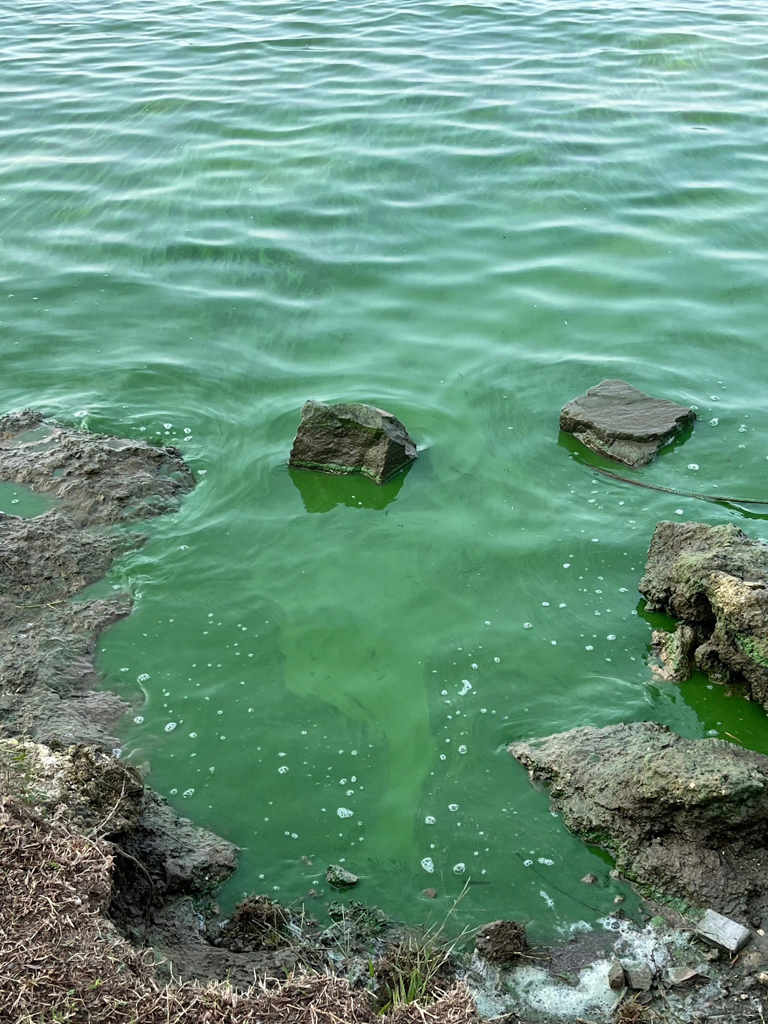 漕湖湿地公园旅行图片 2