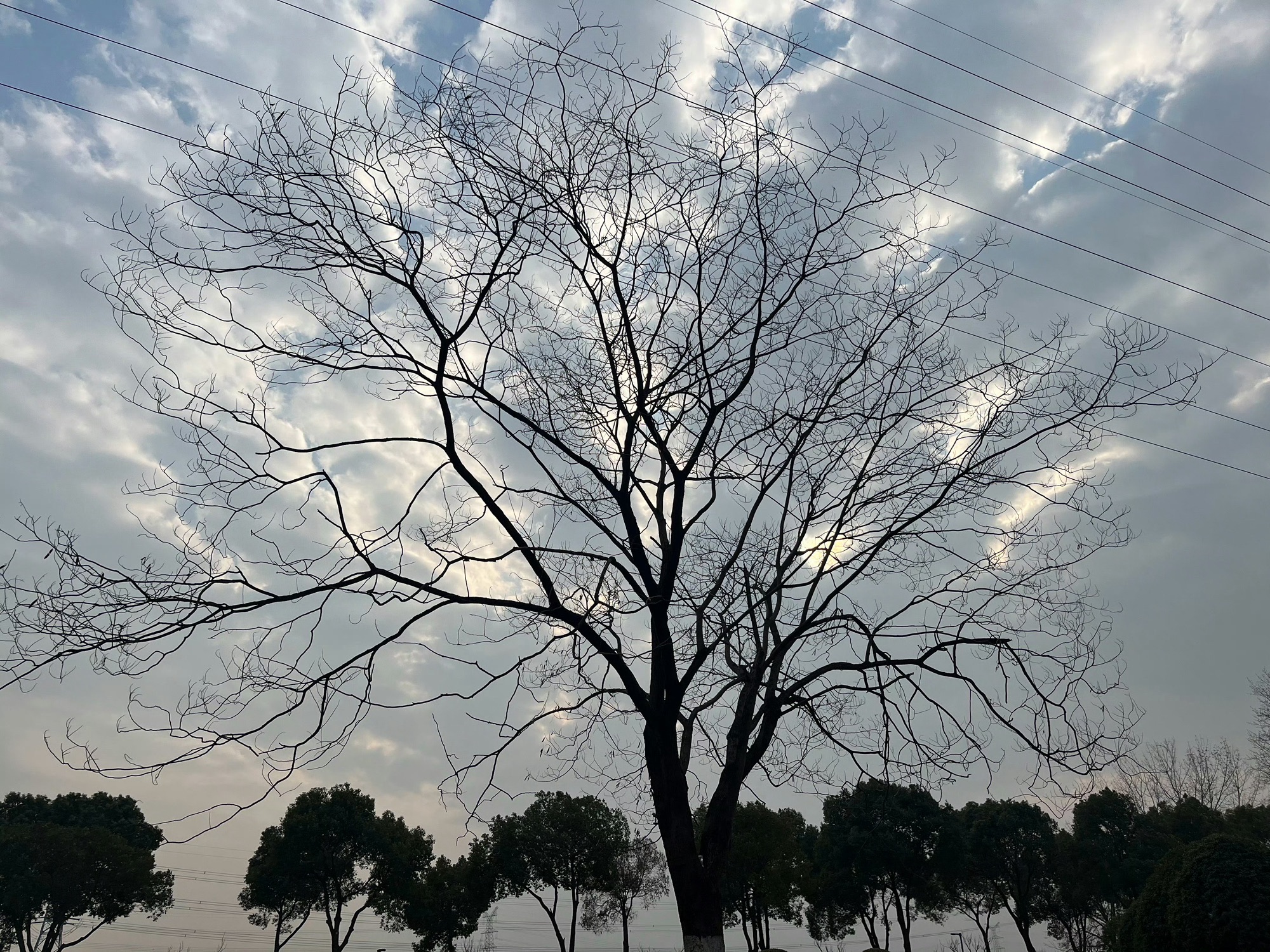漕湖湿地公园旅行图片 1