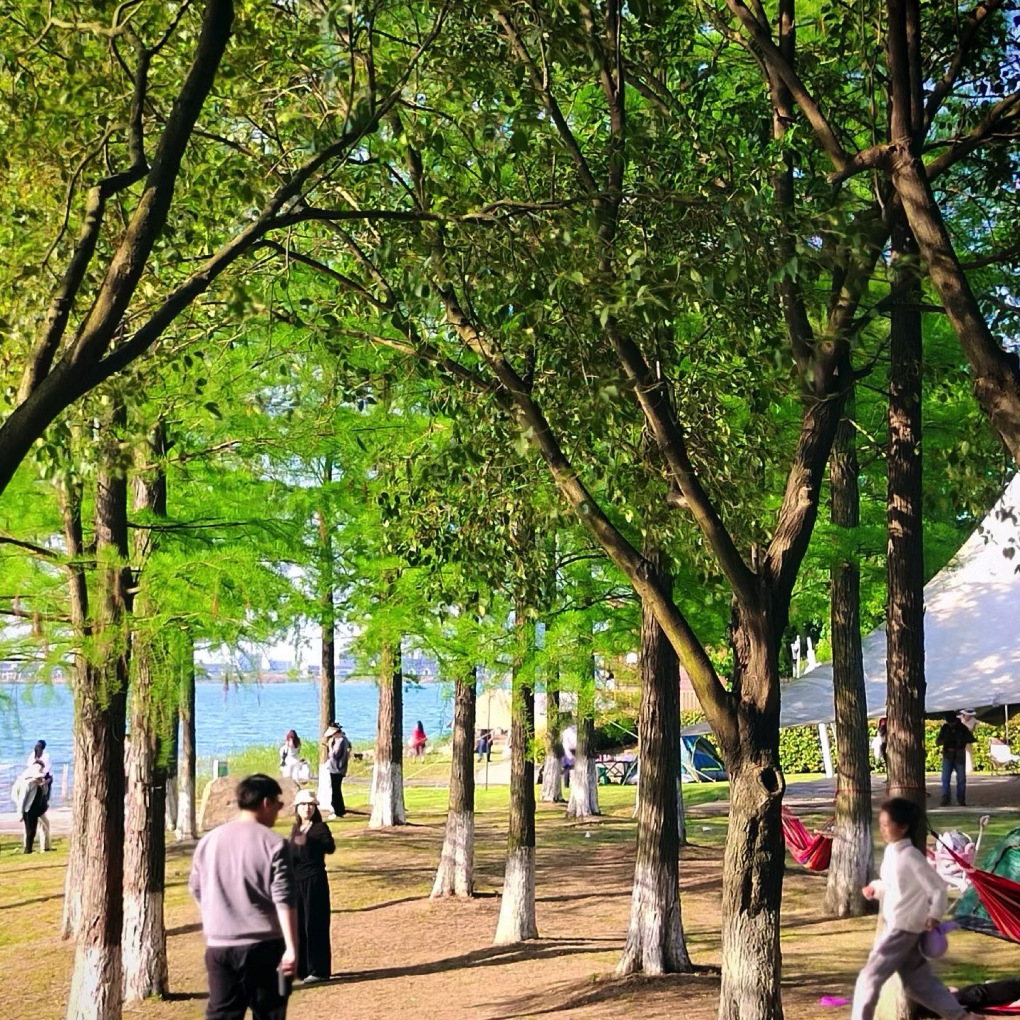 盛泽湖景区旅行图片 1