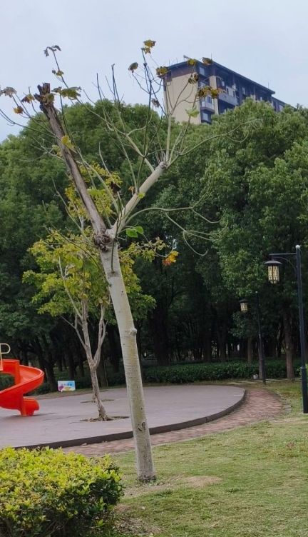 澄园旅行图片 2