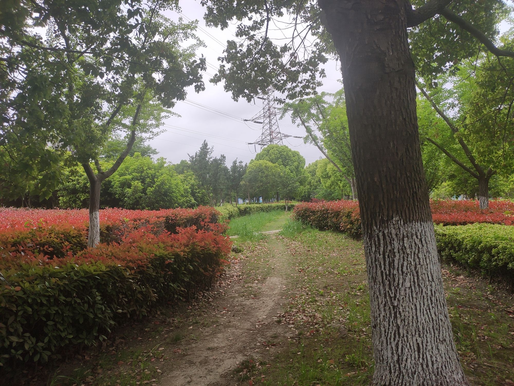 碧溪公园旅行图片 1