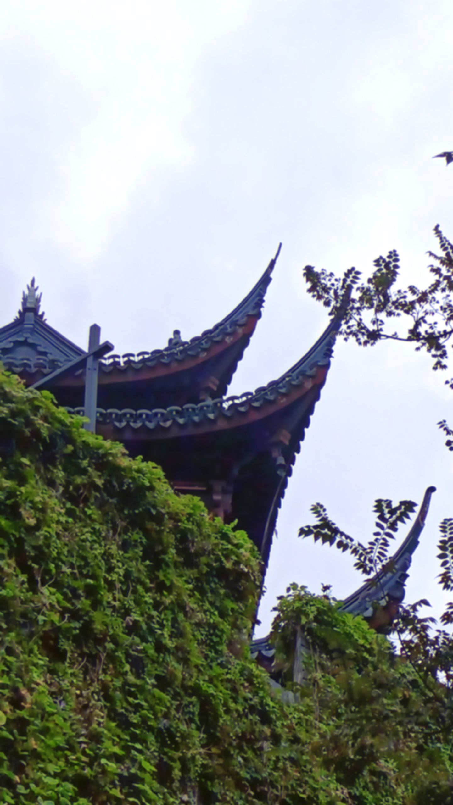 桂花公园旅行图片 3
