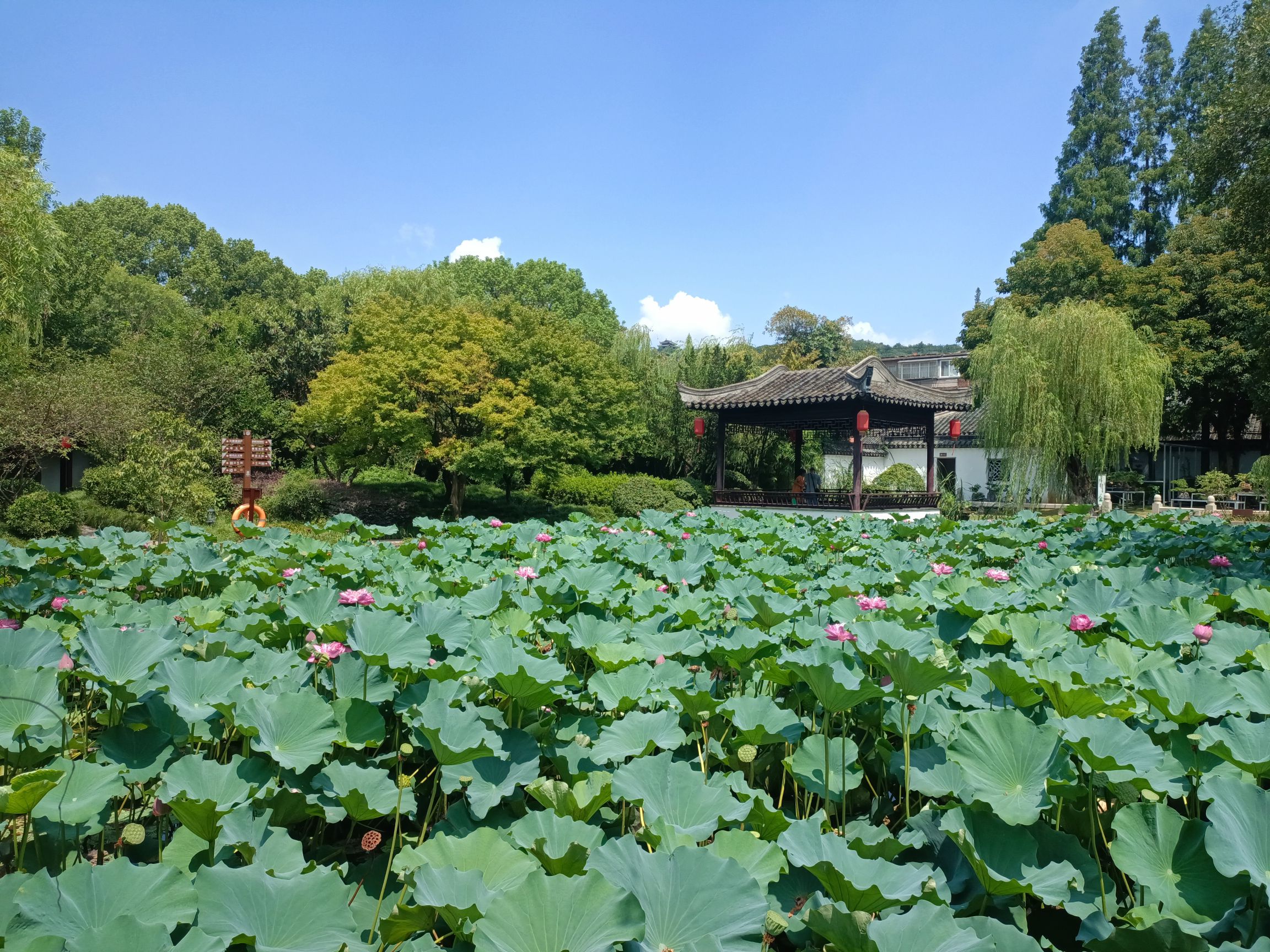赵园·曾园旅行图片 3