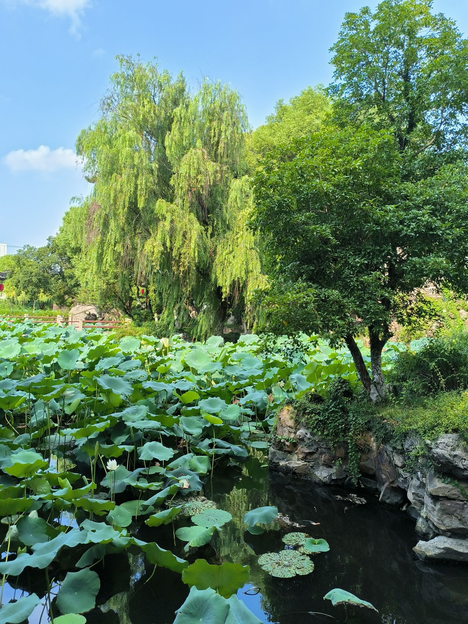 赵园·曾园旅行图片 2