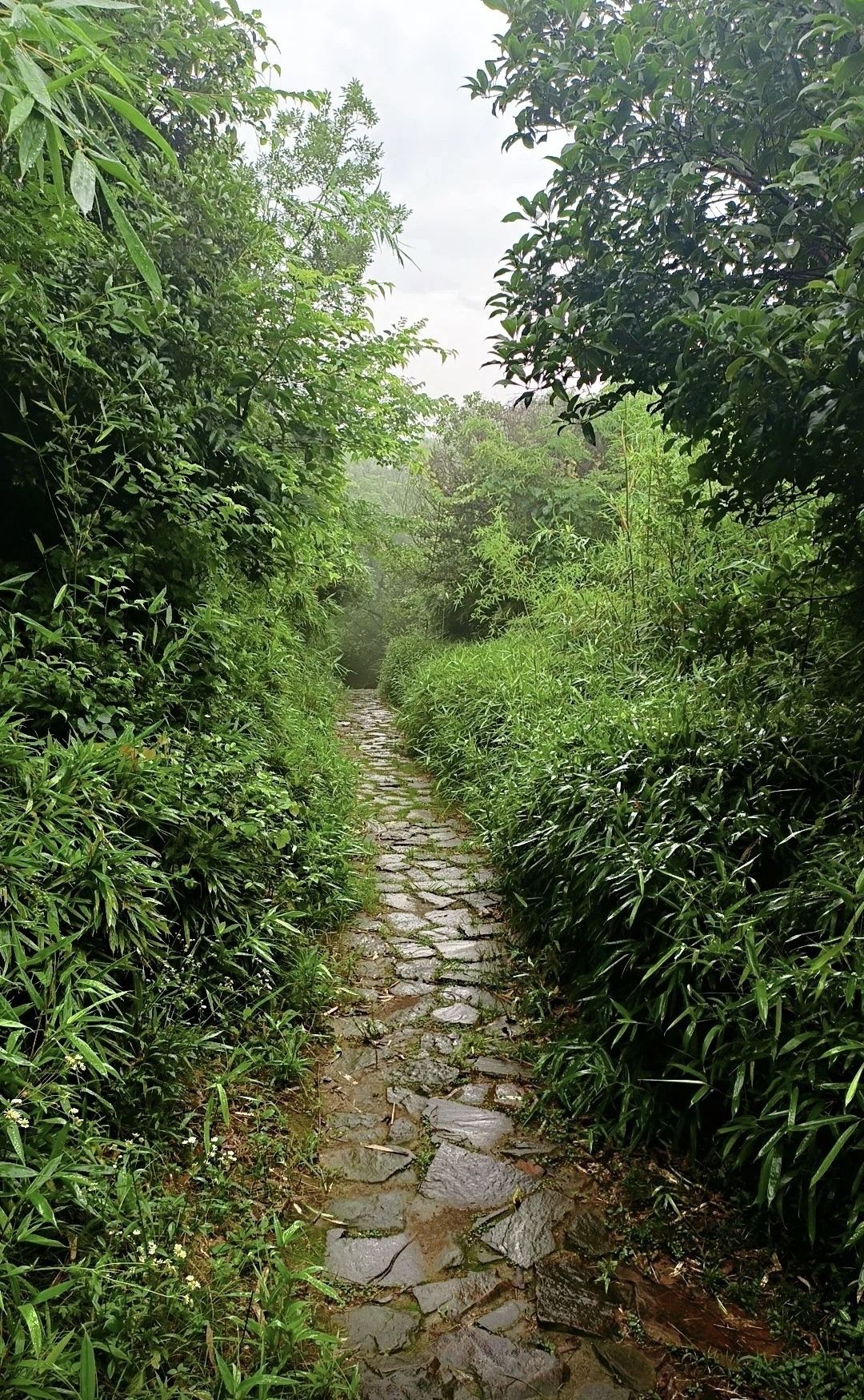 横山公园旅行图片 3