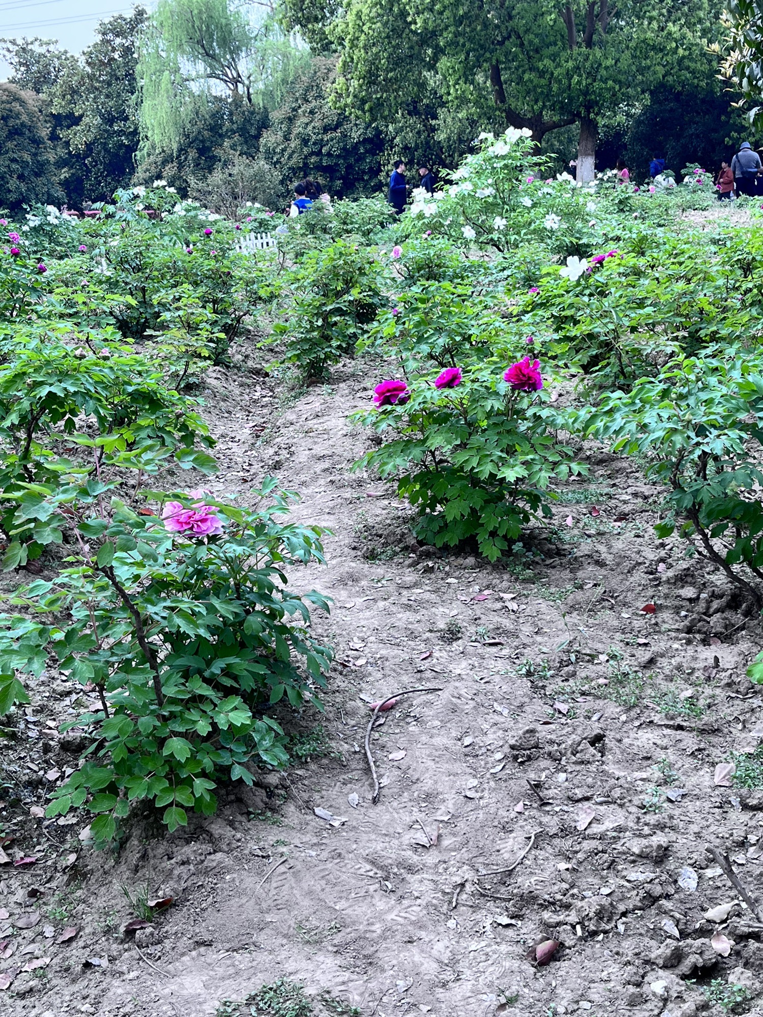 苏州中国花卉植物园旅行图片 1