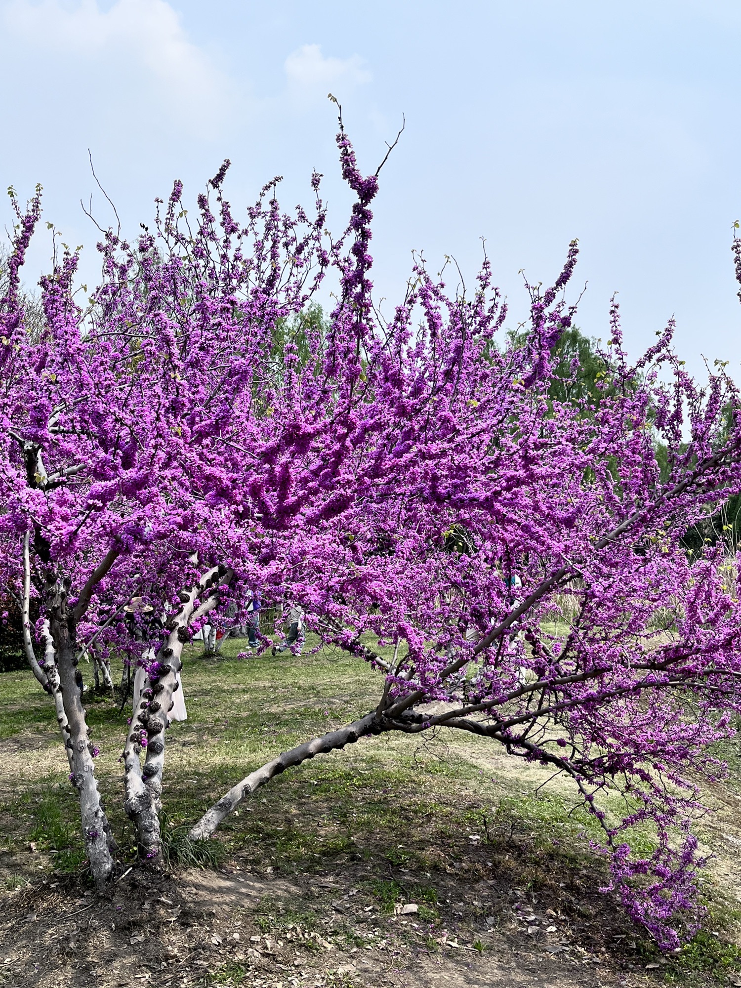 苏州中国花卉植物园旅行图片 2