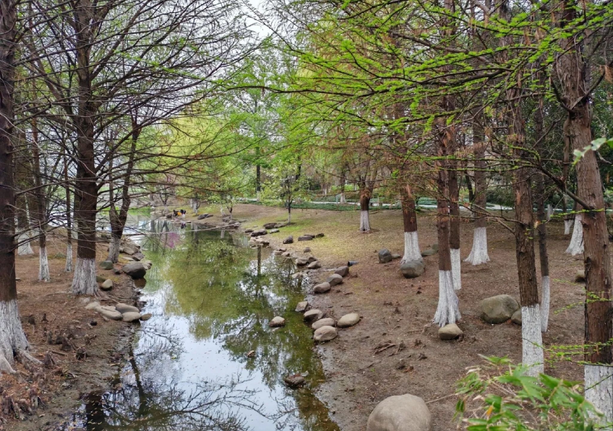 大白荡城市生态公园旅行图片 1