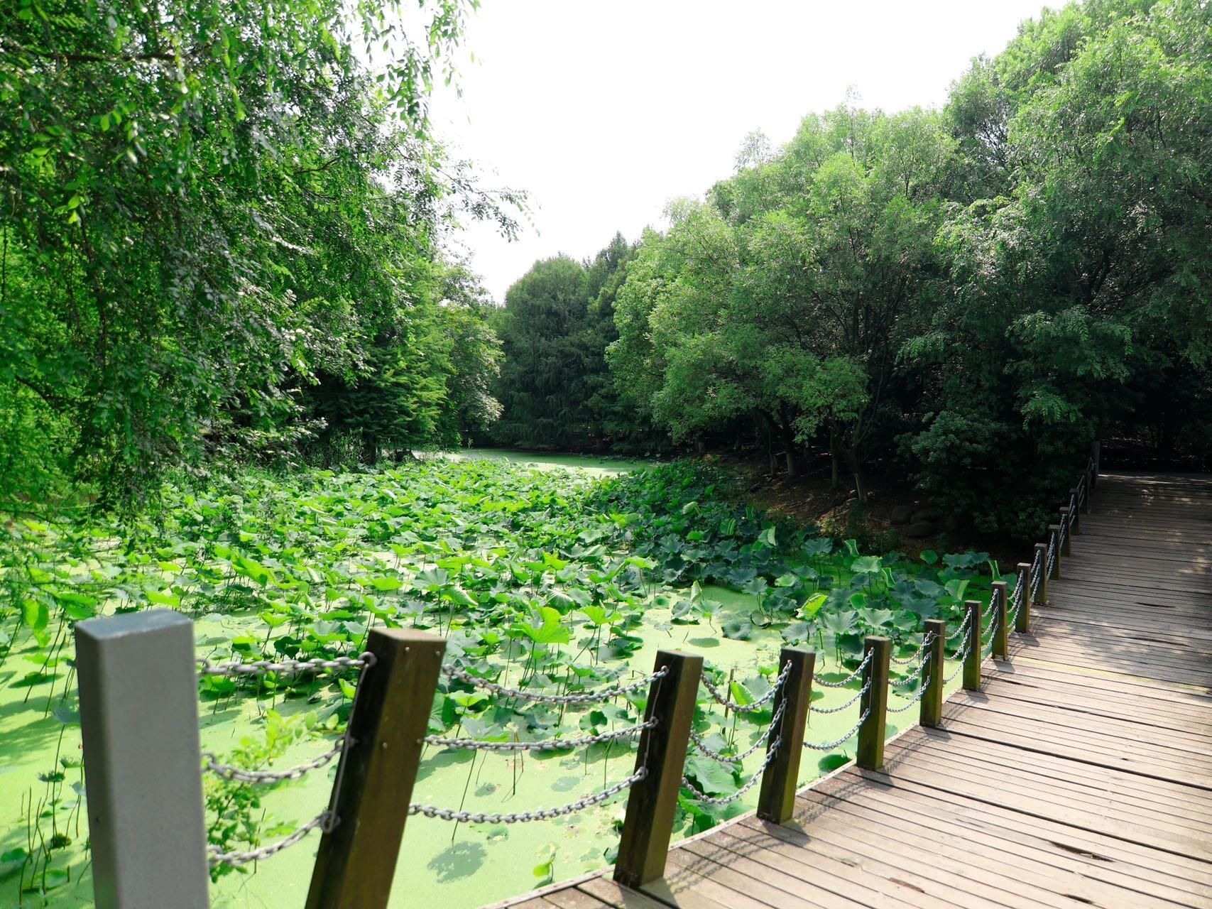 大白荡城市生态公园旅行图片 3