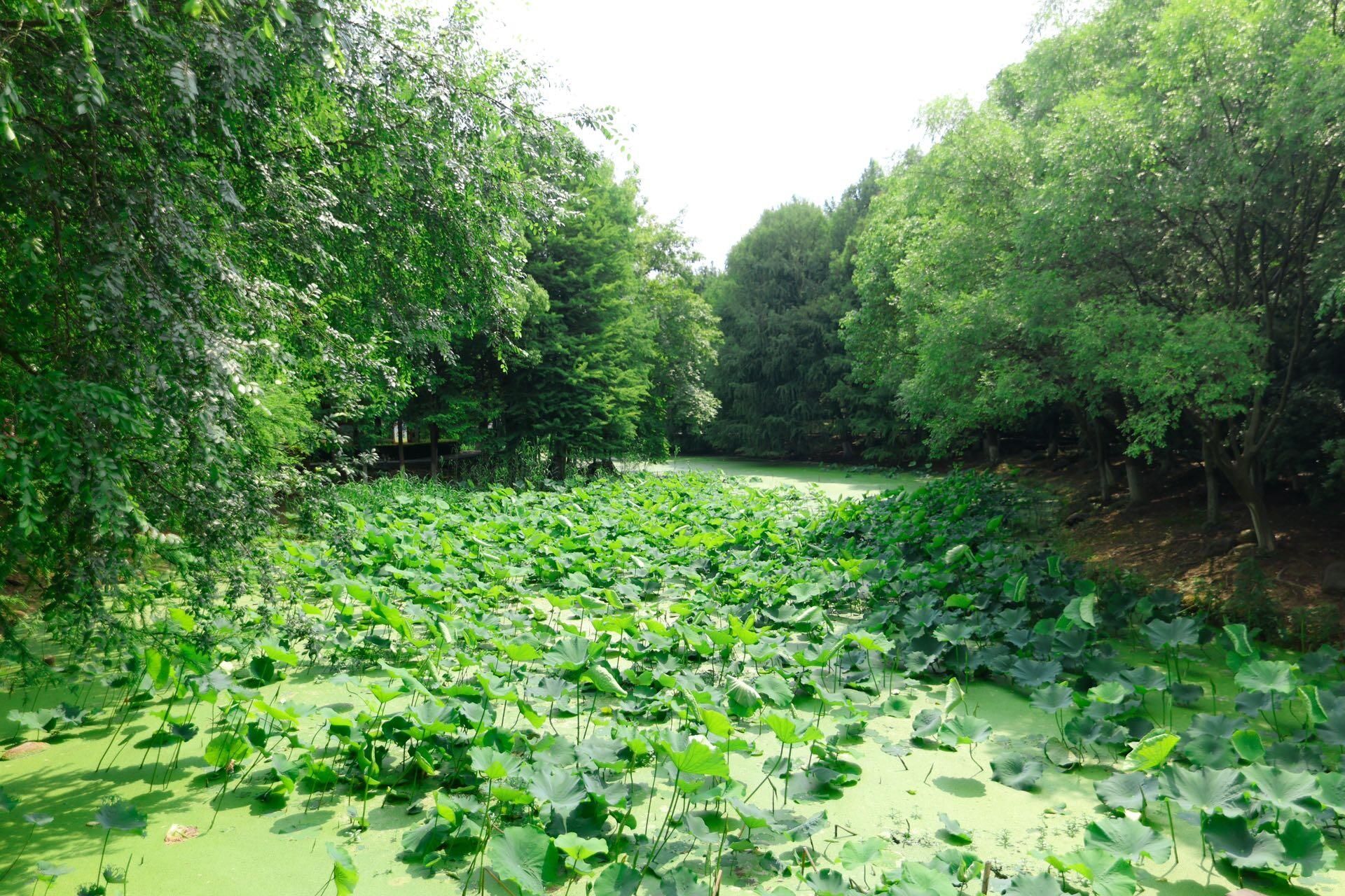 大白荡城市生态公园旅行图片 2