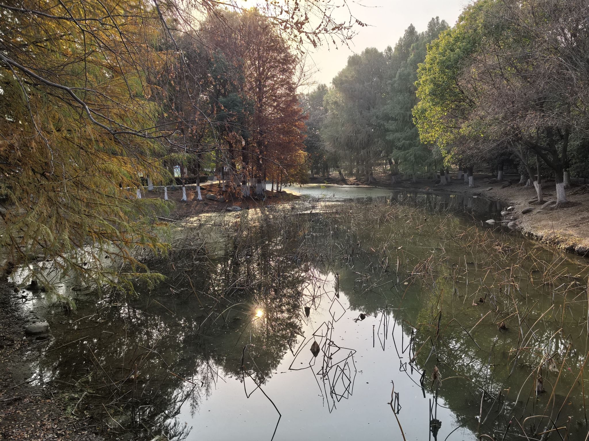 大白荡城市生态公园旅行图片 3