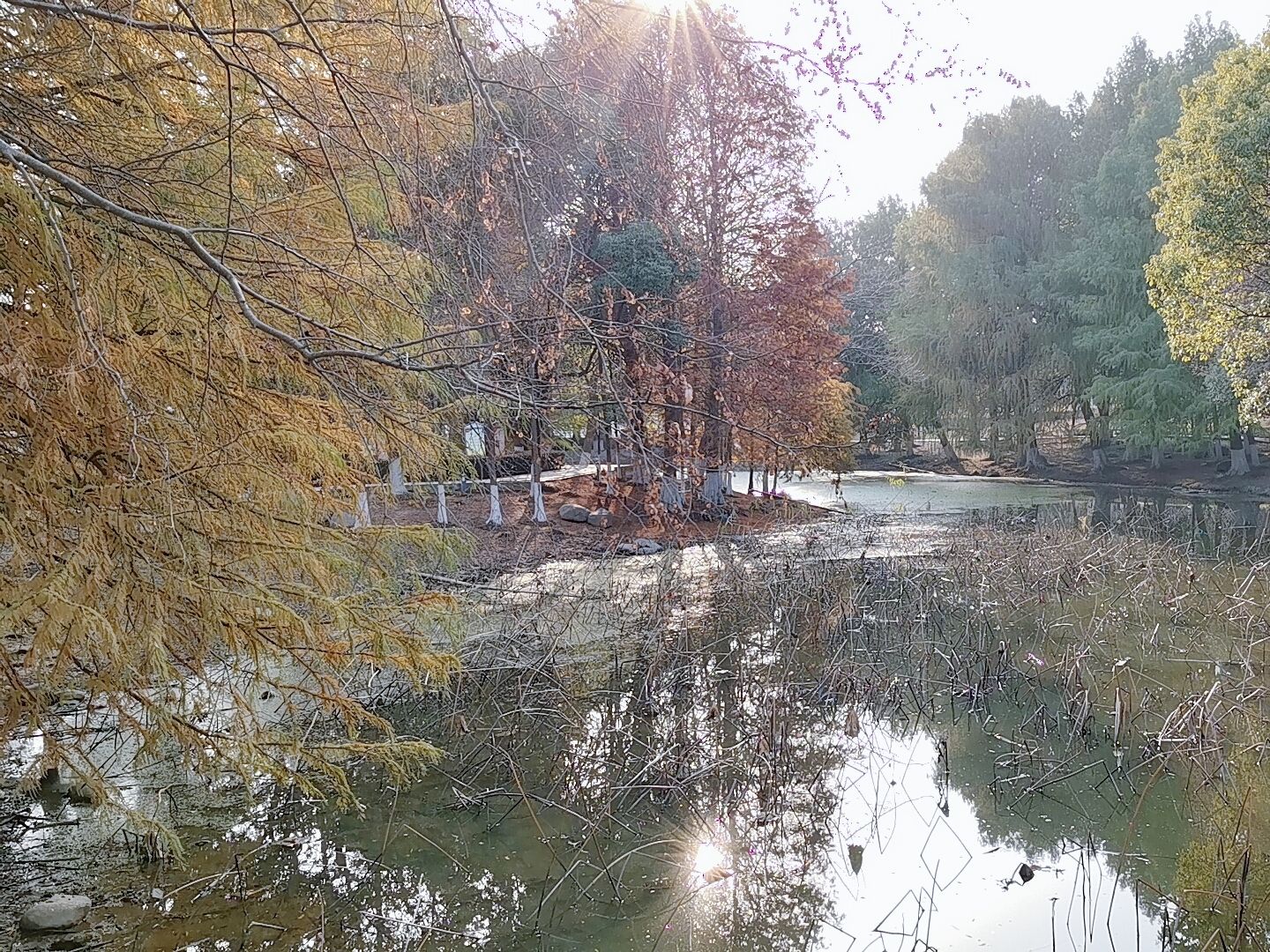 大白荡城市生态公园旅行图片 2