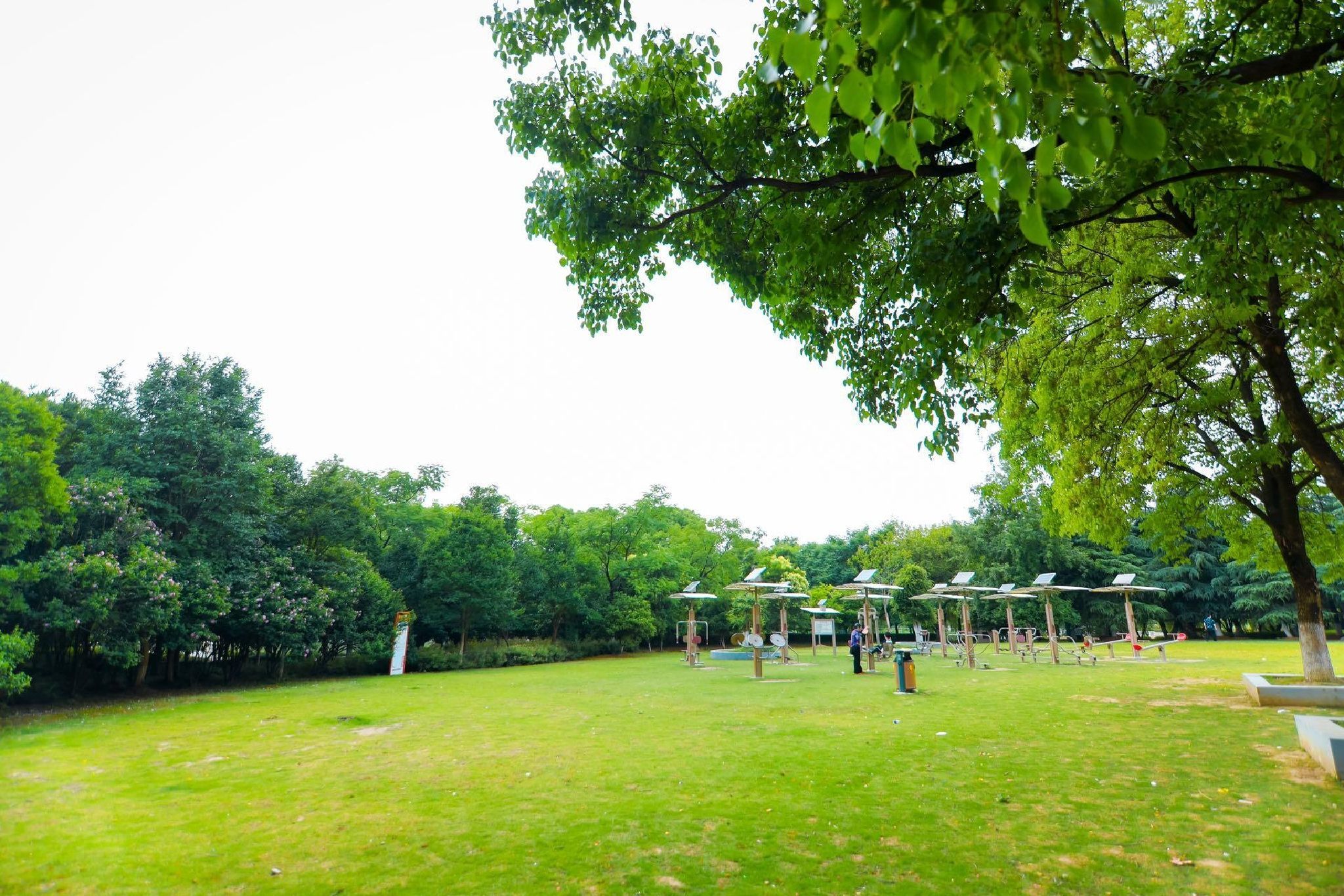 大白荡城市生态公园旅行图片 1