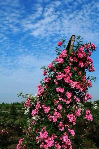 玫瑰庄园景区旅行图片 3