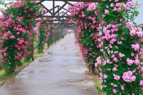玫瑰庄园景区旅行图片 1