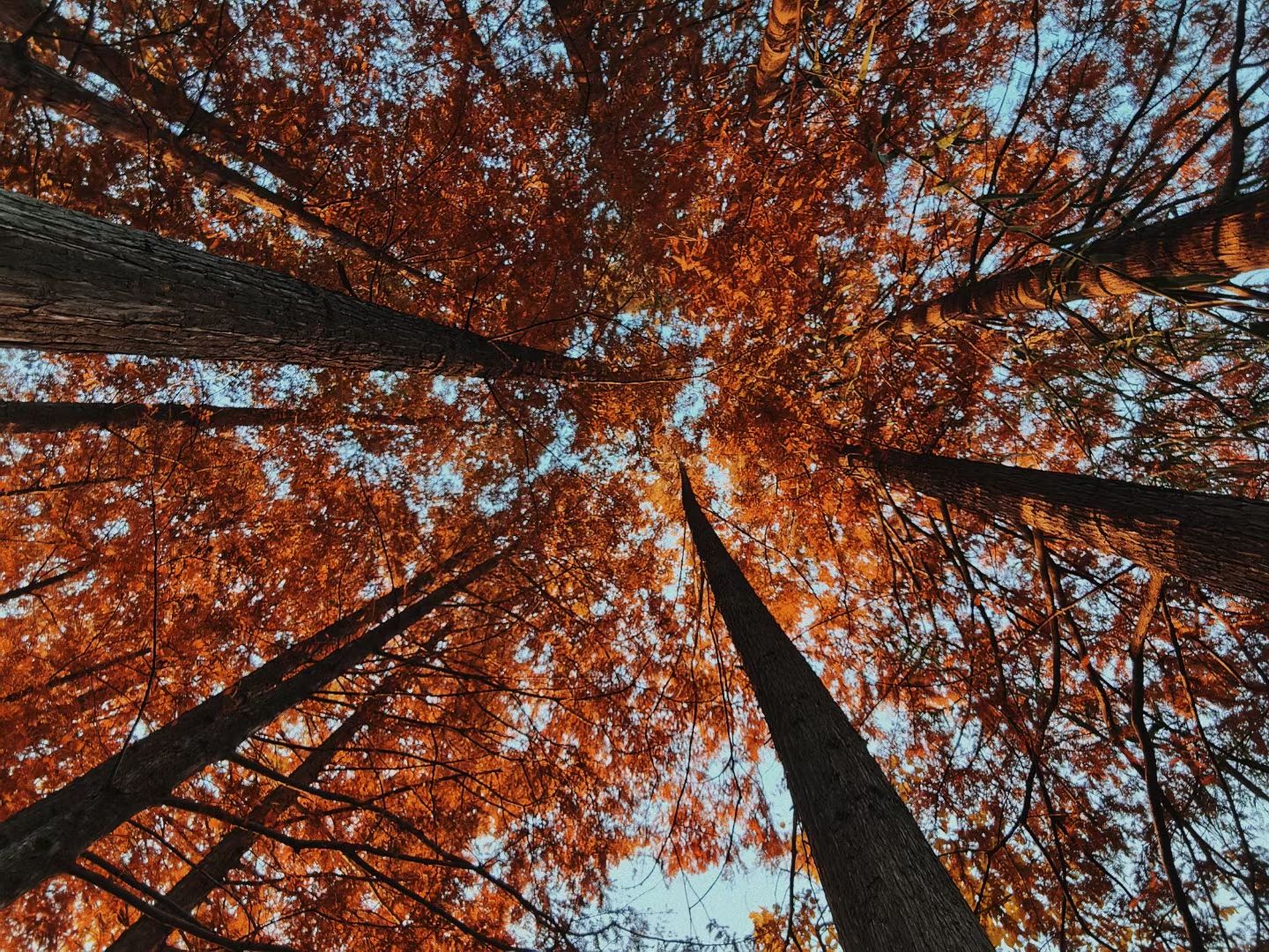 太丰生态园旅行图片 2