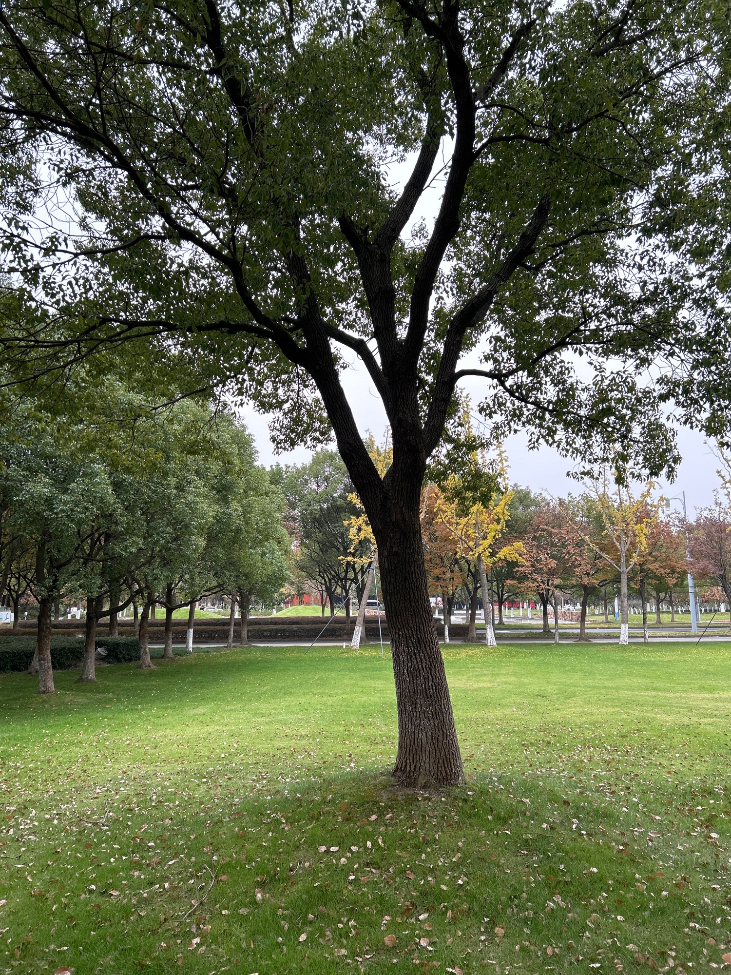 阳澄湖公园(环城西路)旅行图片 3