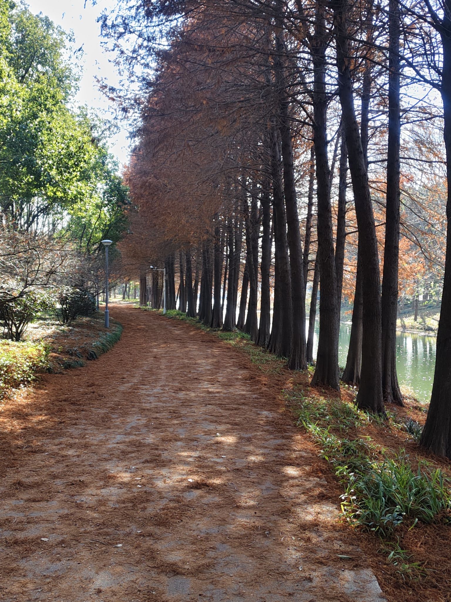 虎丘湿地公园旅行图片 2