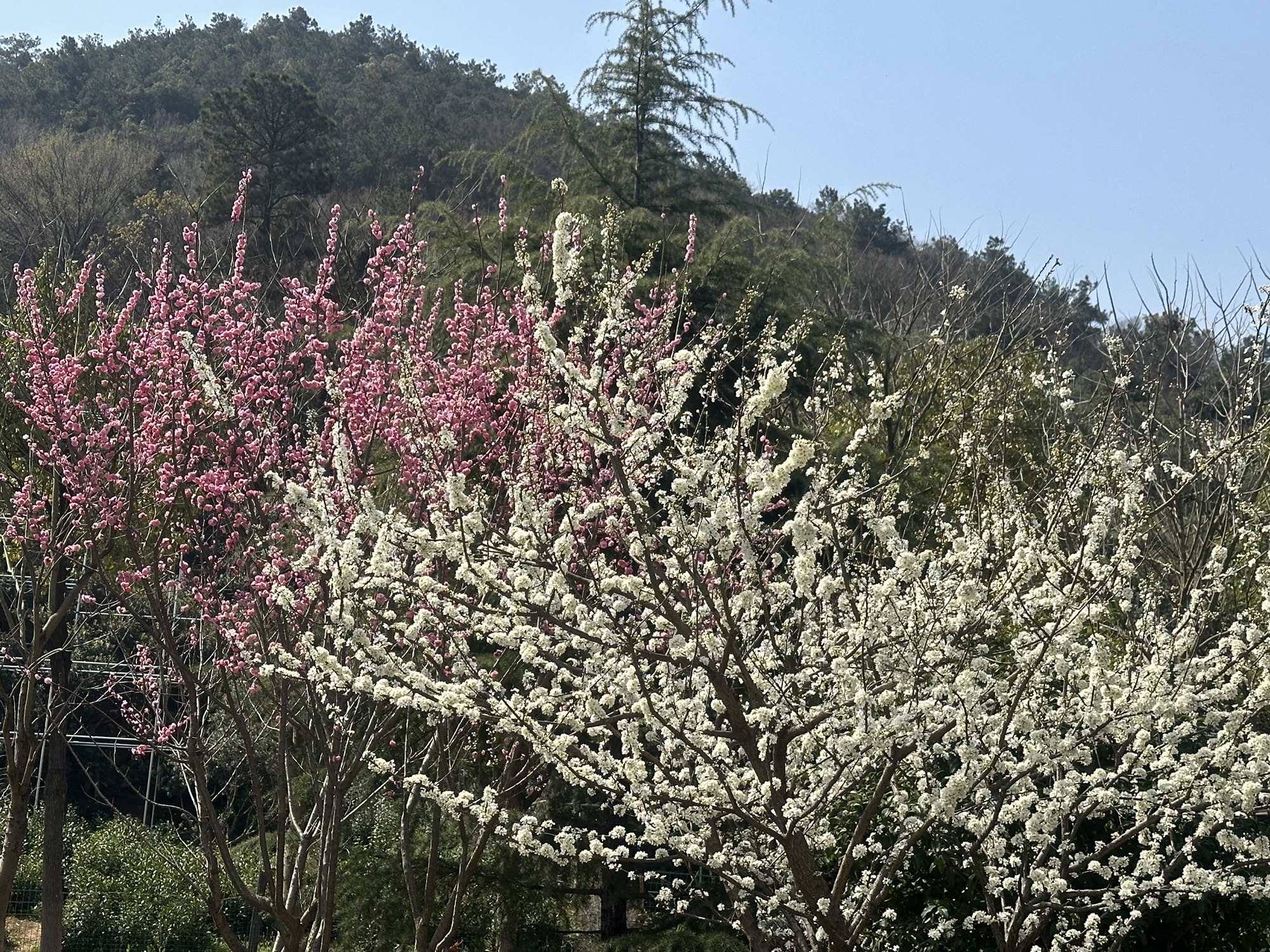 江苏大阳山国家森林公园旅行图片 3