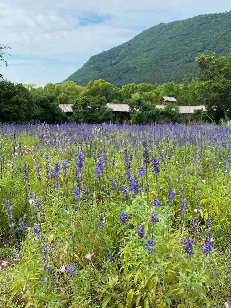 江苏大阳山国家森林公园旅行图片 3