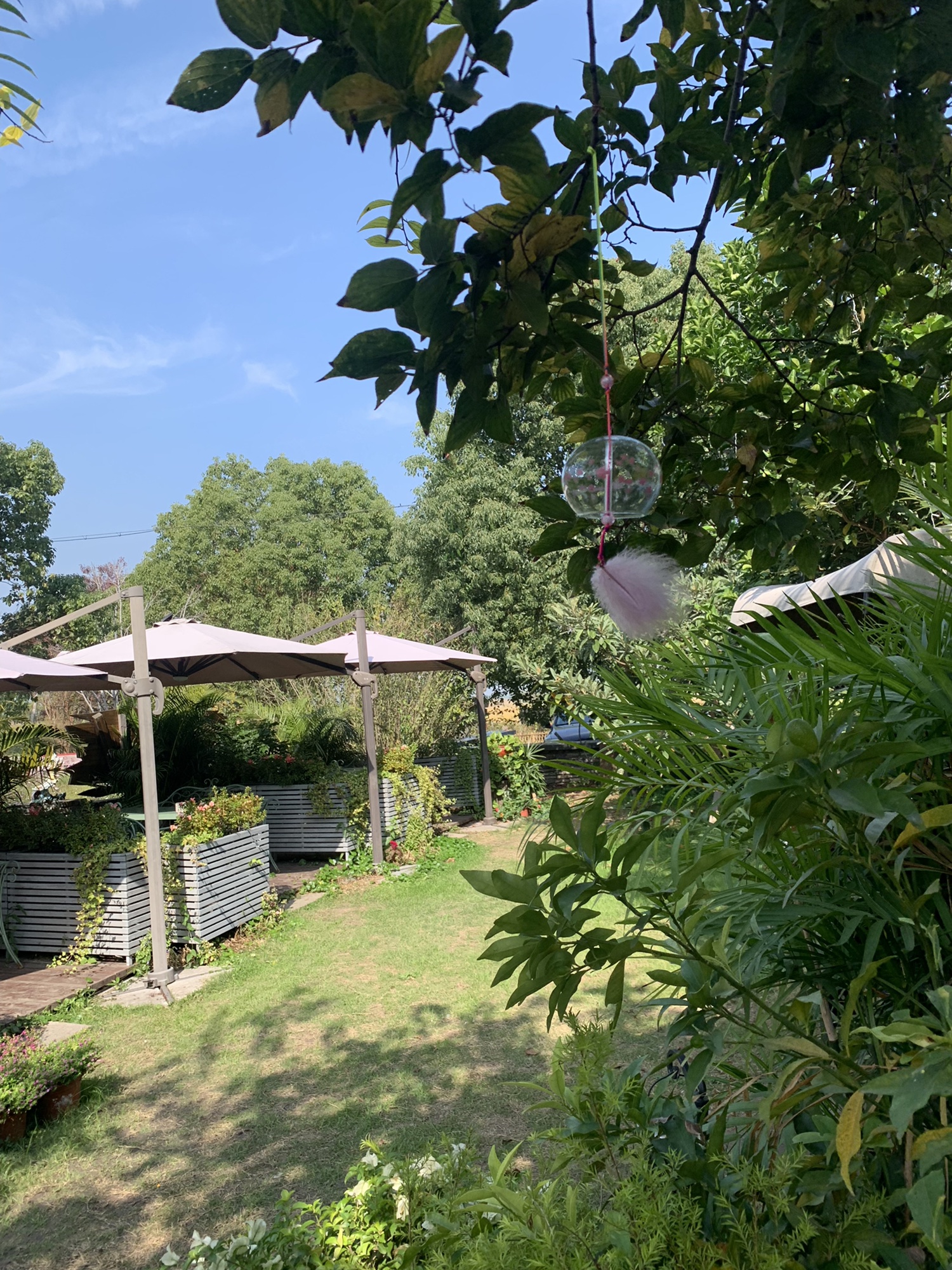 江苏震泽省级湿地公园旅行图片 2