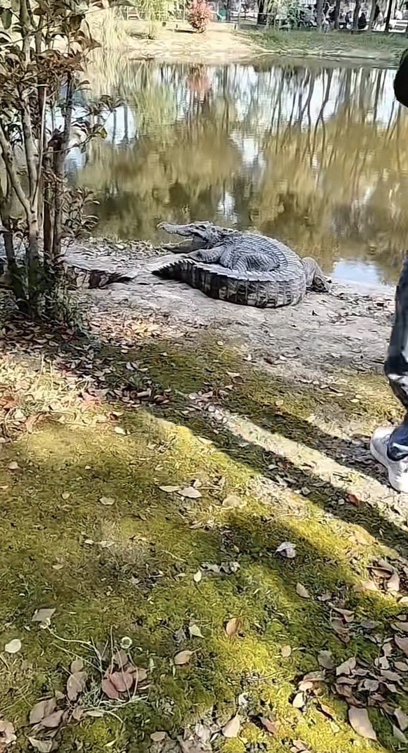鳄鱼谷旅行图片 3