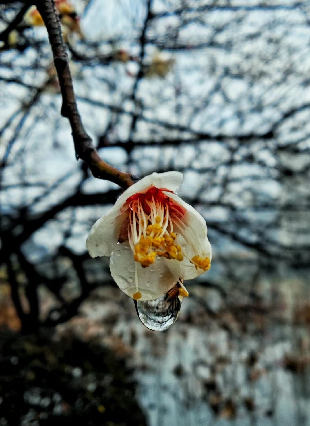 荷塘月色湿地公园旅行图片 1