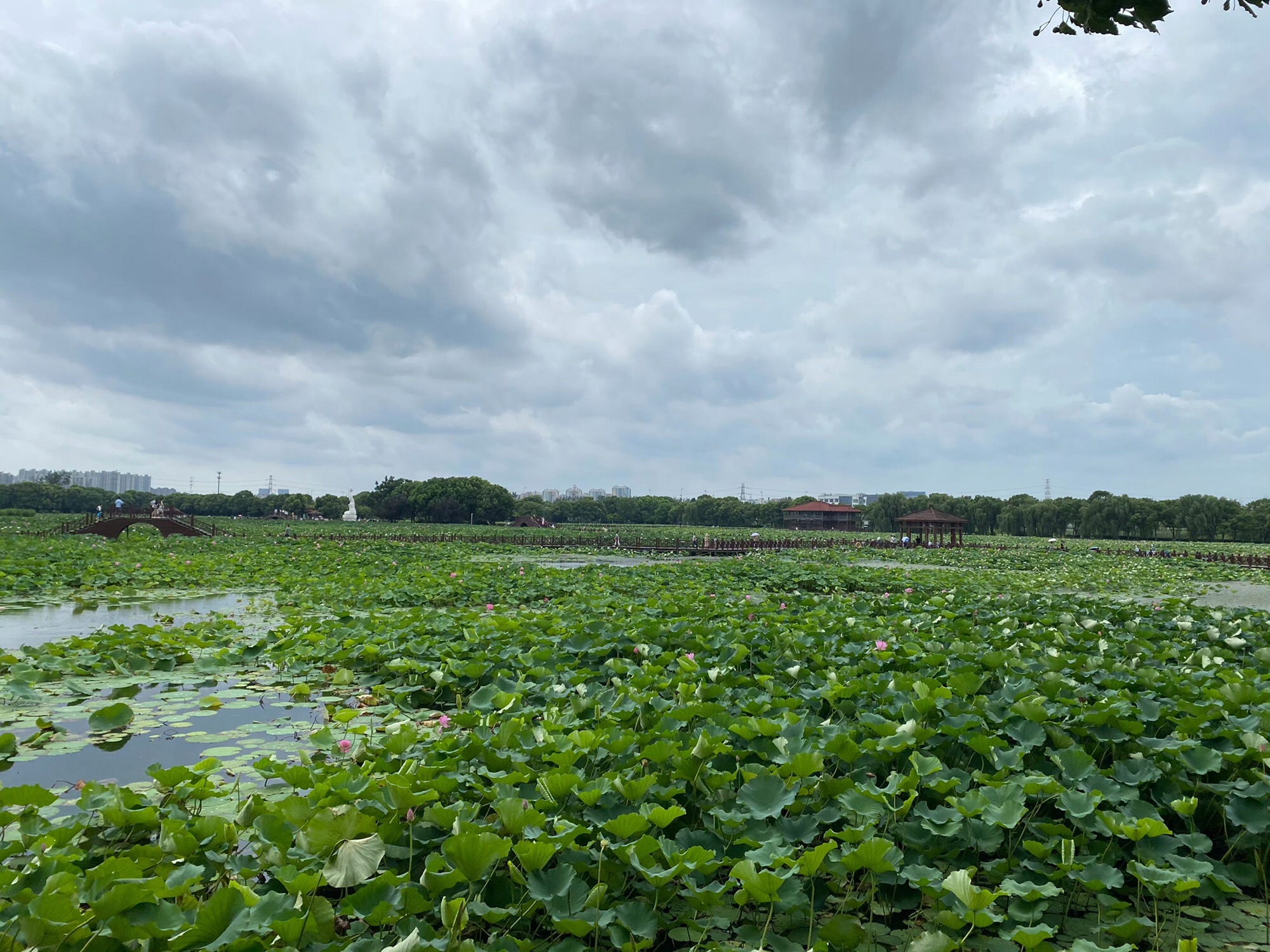 荷塘月色湿地公园旅行图片 1