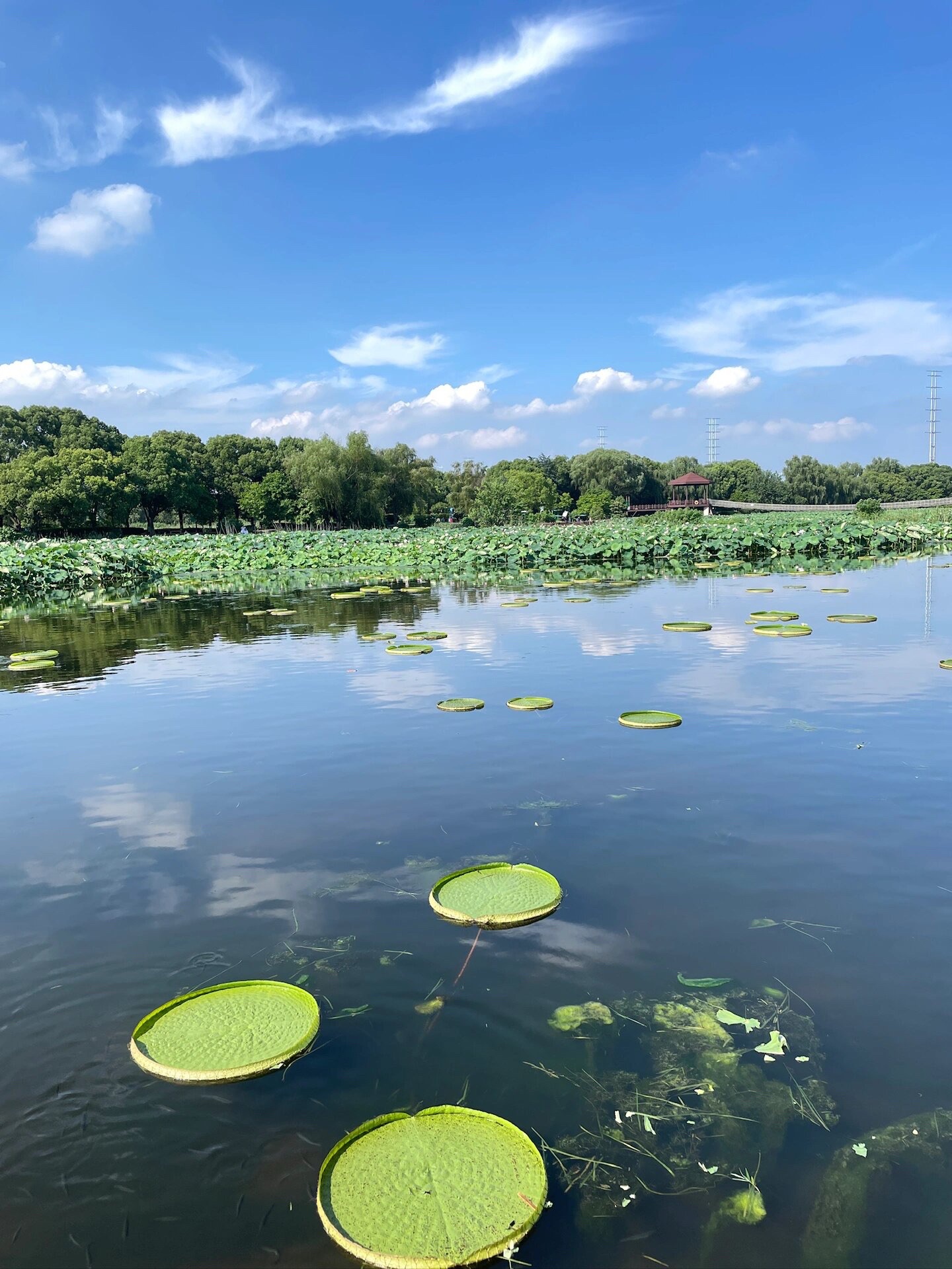 荷塘月色湿地公园旅行图片 3
