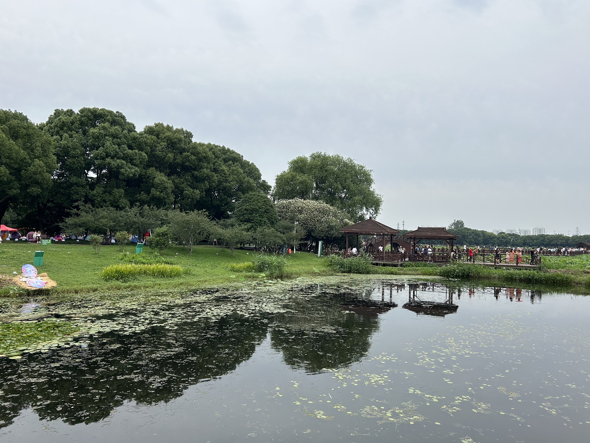 荷塘月色湿地公园旅行图片 3