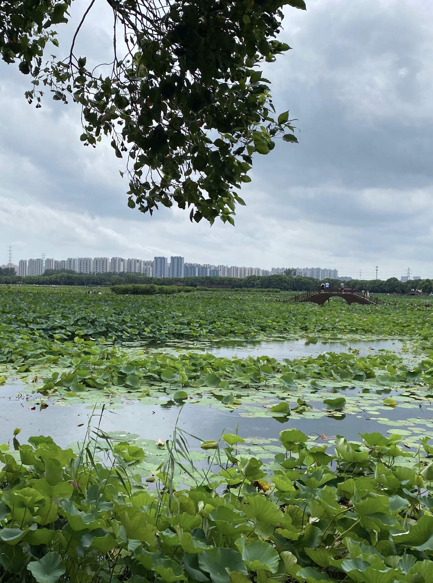 荷塘月色湿地公园旅行图片 3