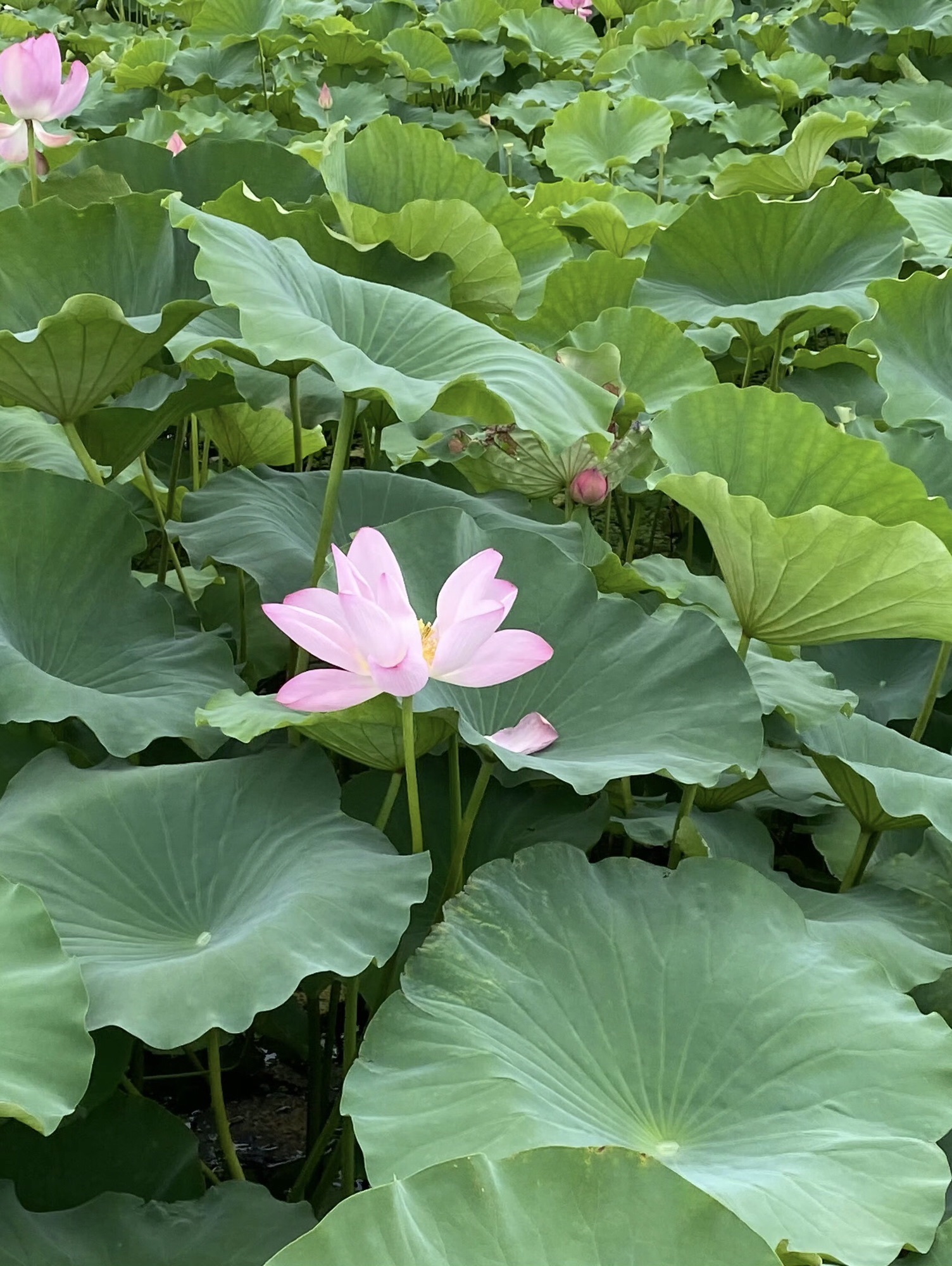 荷塘月色湿地公园旅行图片 2