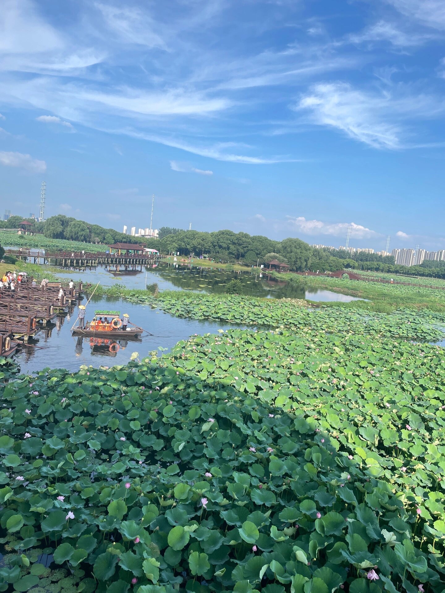 荷塘月色湿地公园旅行图片 1