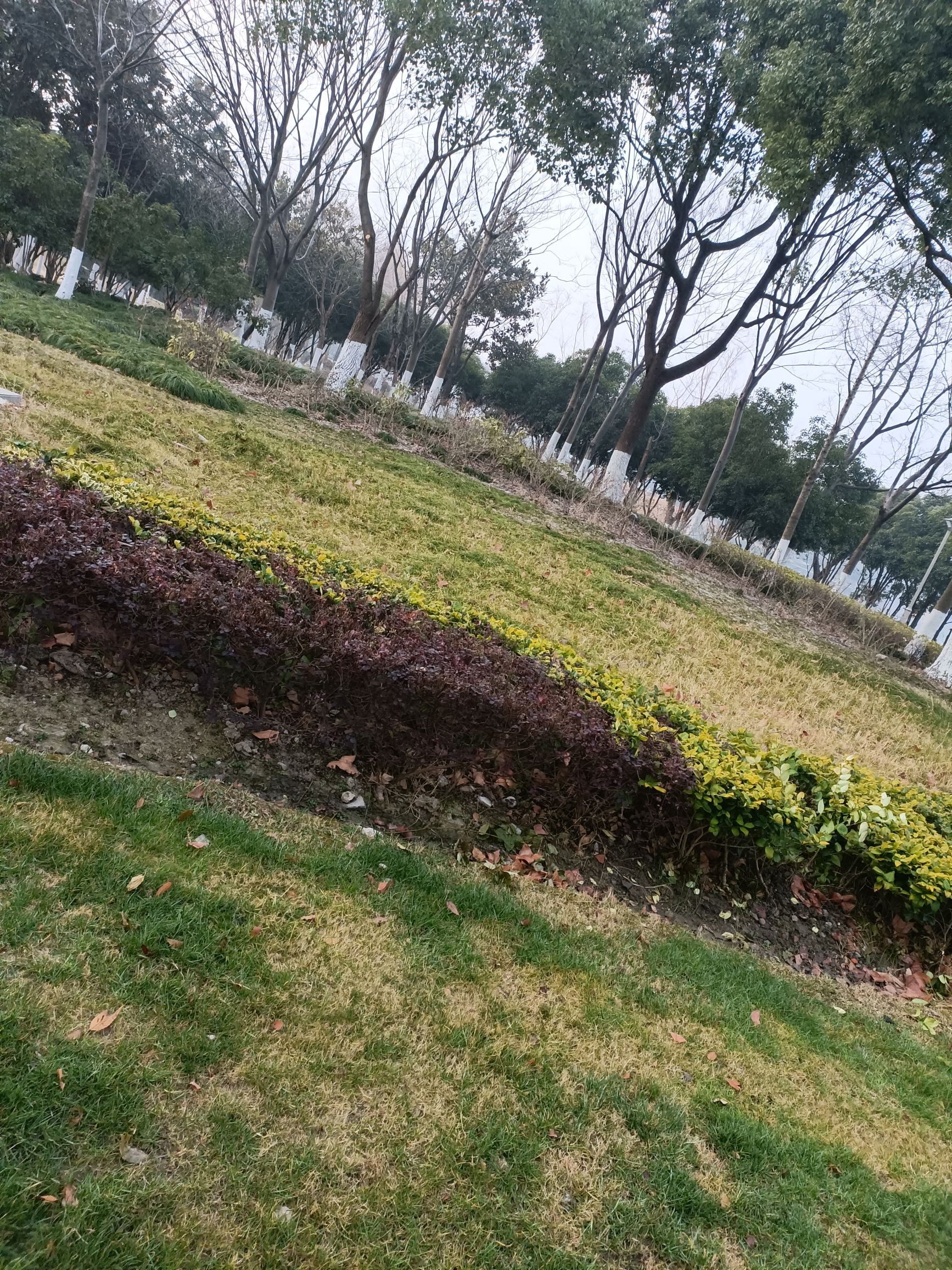 白洋湾公园旅行图片 1