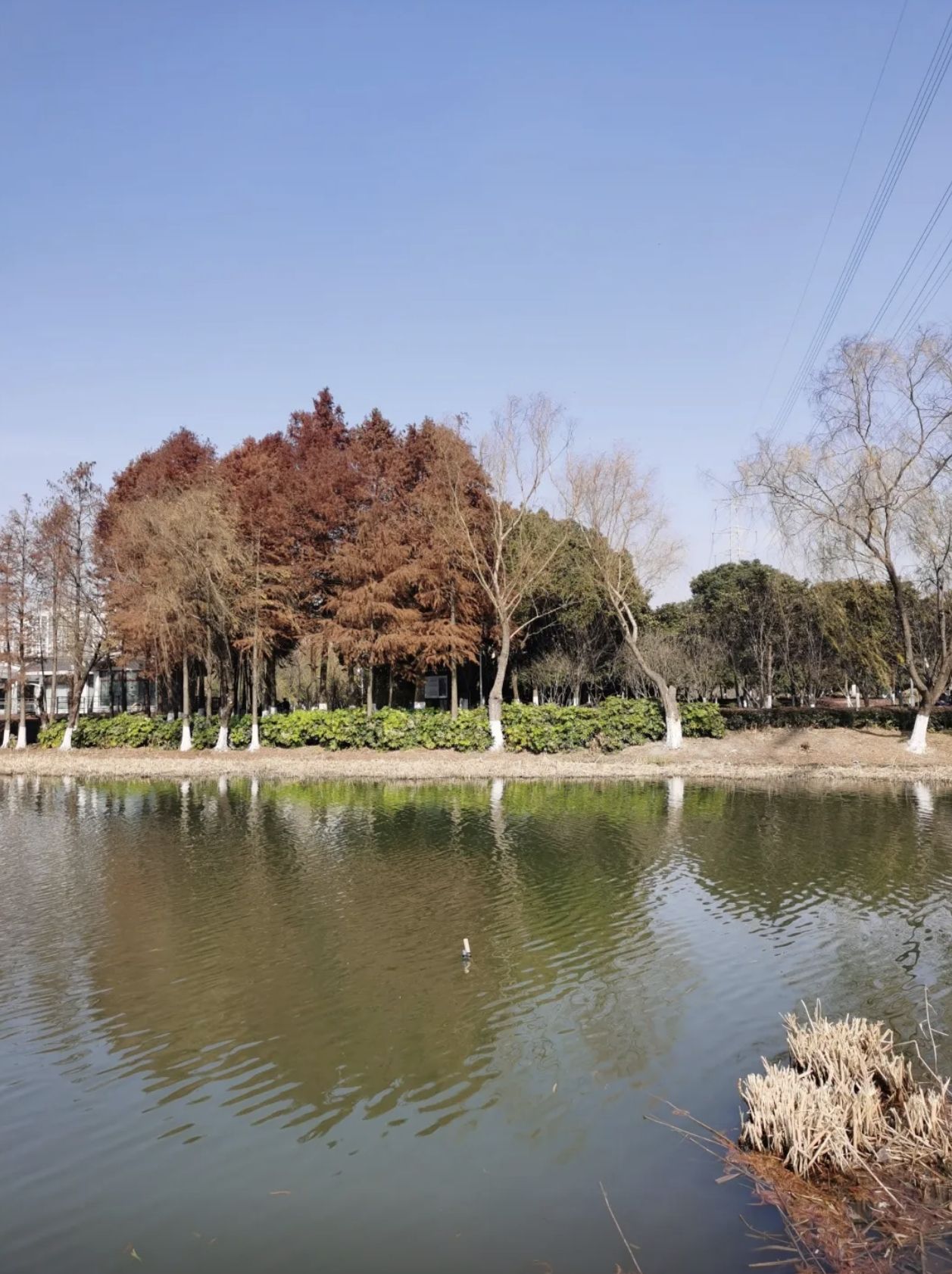 白洋湾公园旅行图片 2